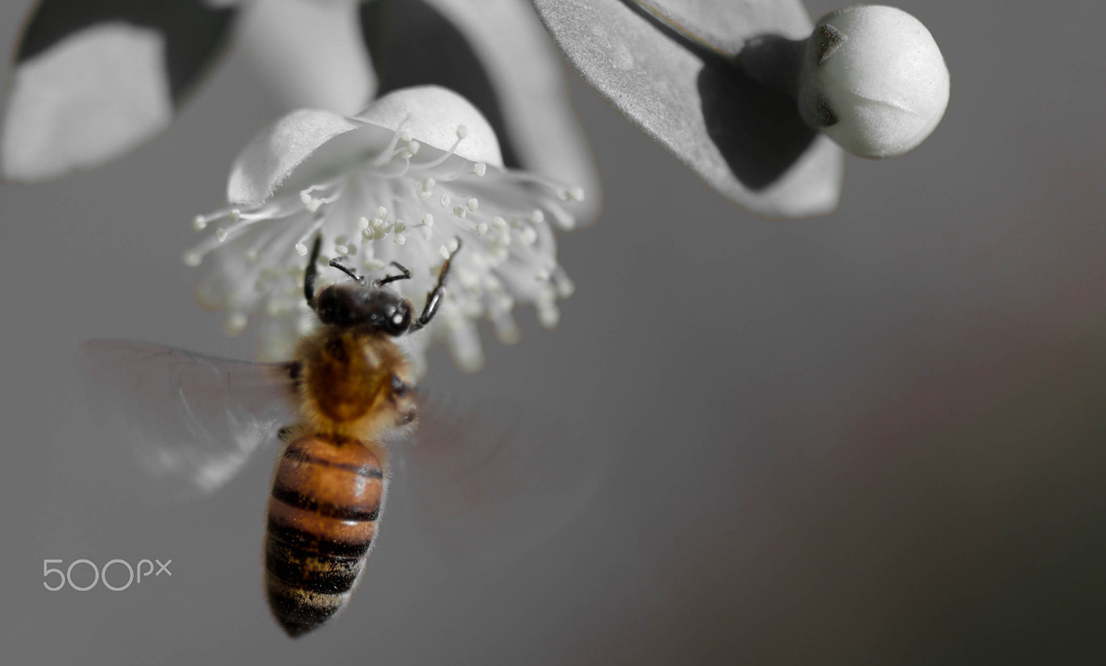 Nikon AF-S Micro-Nikkor 105mm F2.8G IF-ED VR sample photo. Bee photography