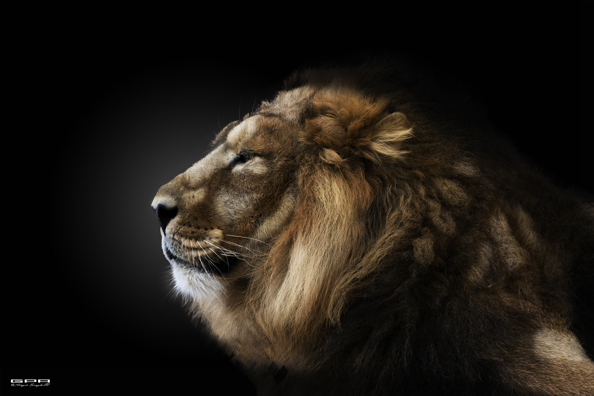 Nikon D7100 sample photo. Lion photography