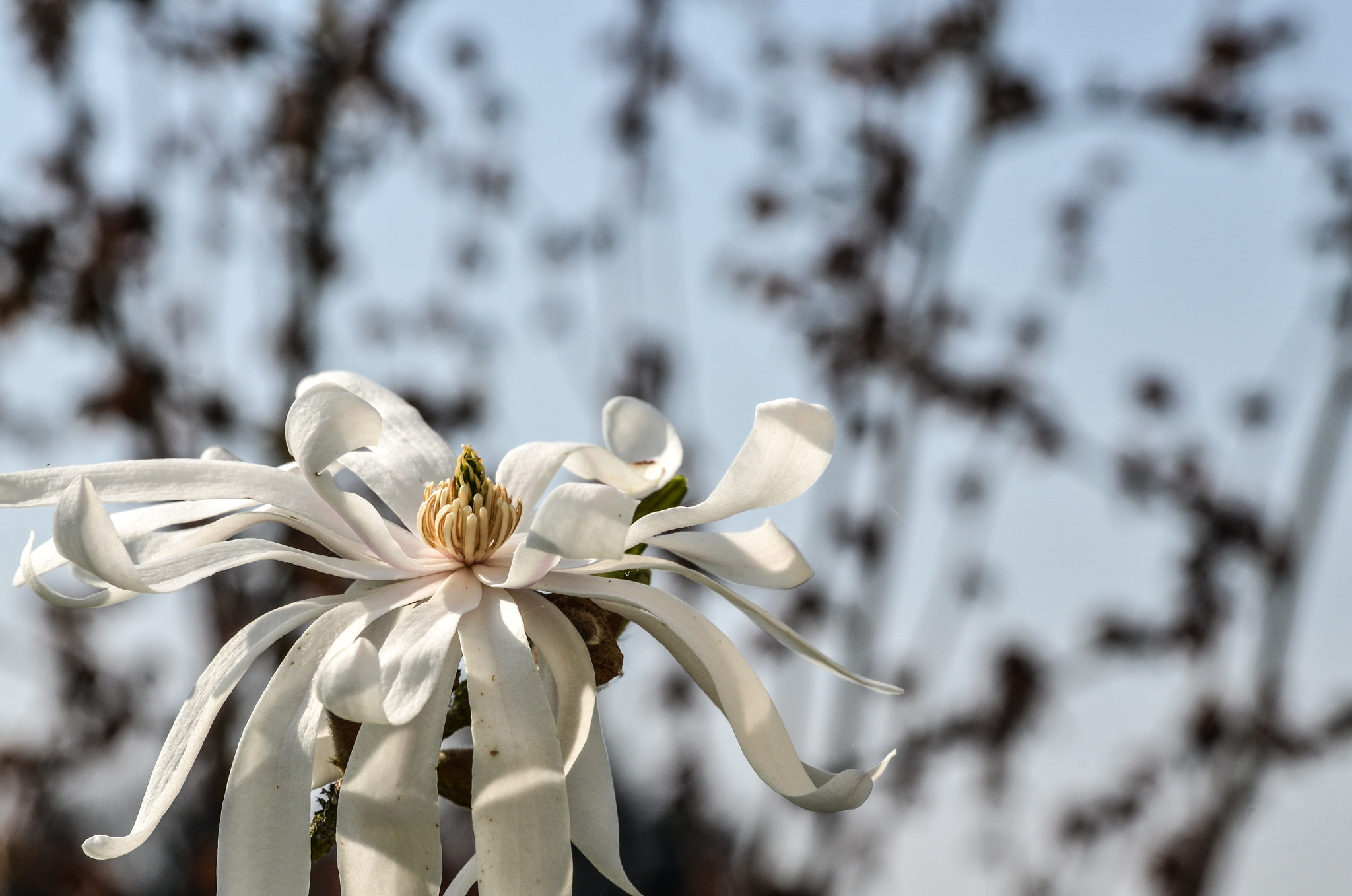 Sigma 105mm F2.8 EX DG OS HSM sample photo. Magnolie photography