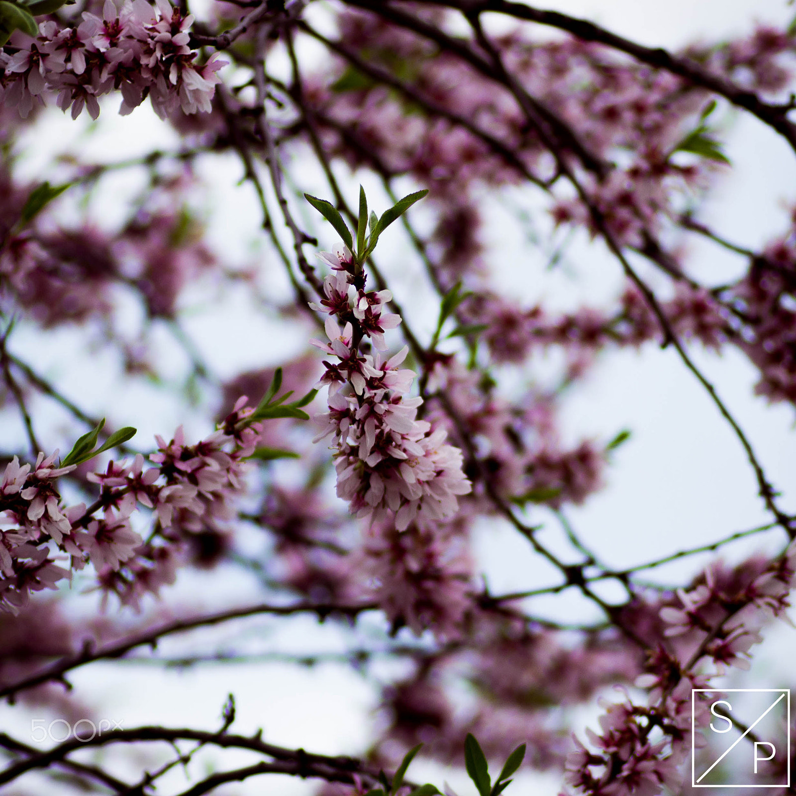 Nikon D3100 sample photo. Cherry blossom photography