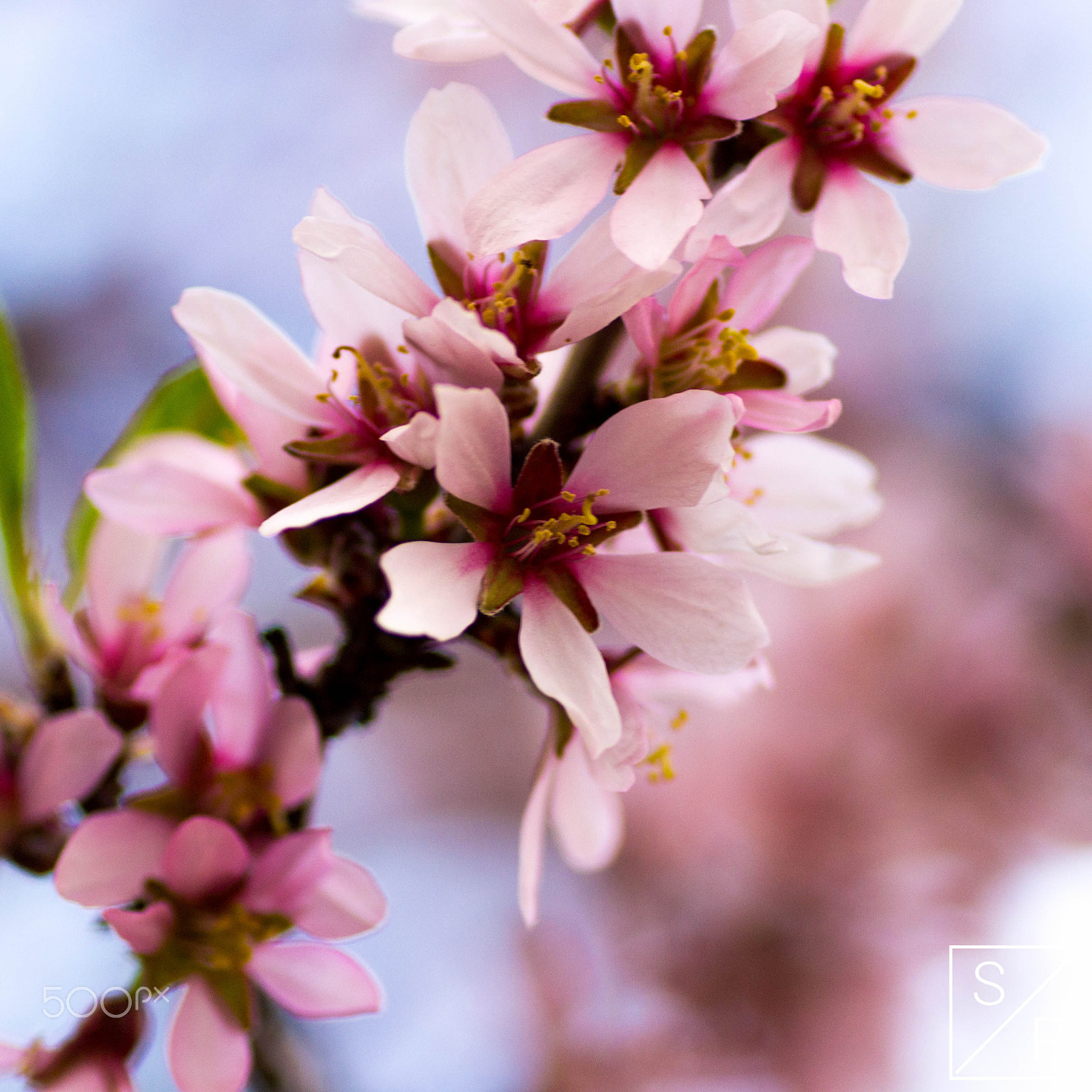 Nikon D3100 sample photo. Cherry blossom photography