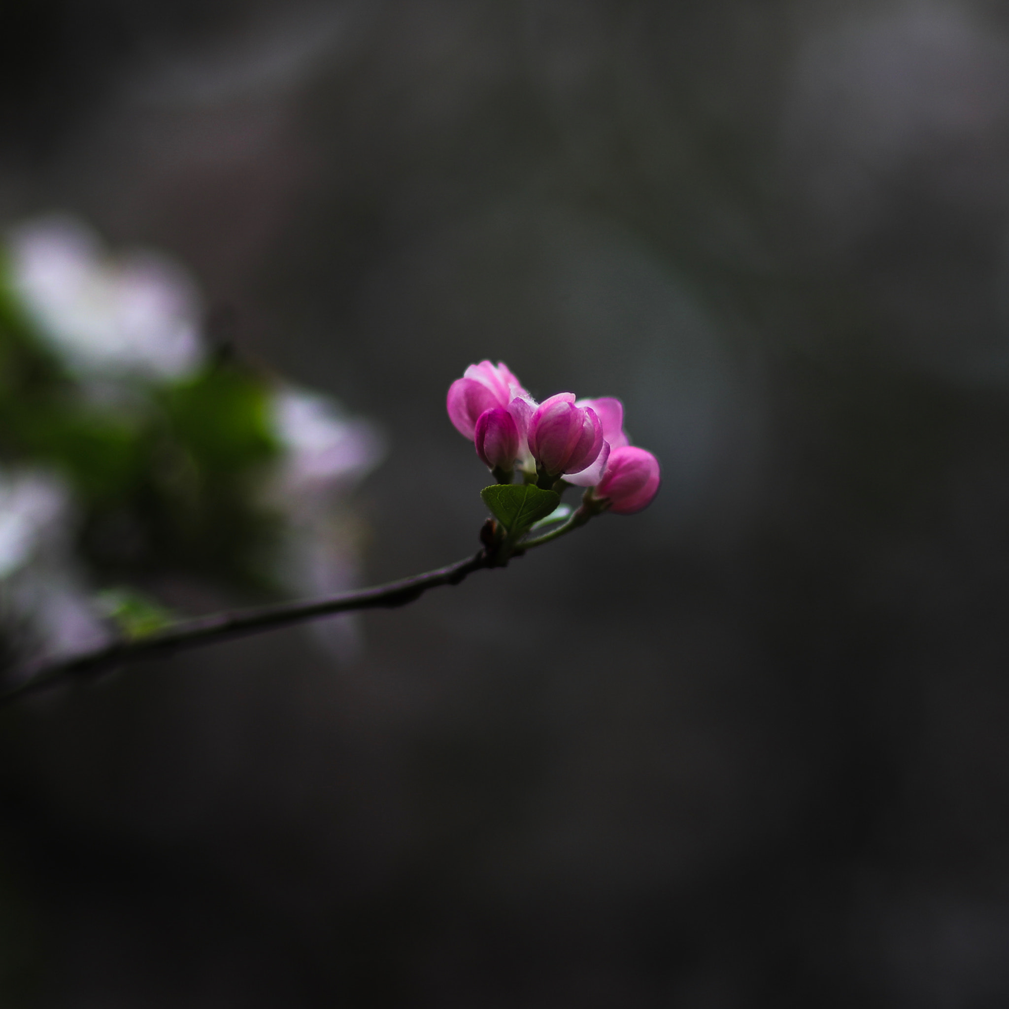 Canon EOS-1D X Mark II + Canon EF 85mm F1.2L II USM sample photo. Spring flower 42 photography