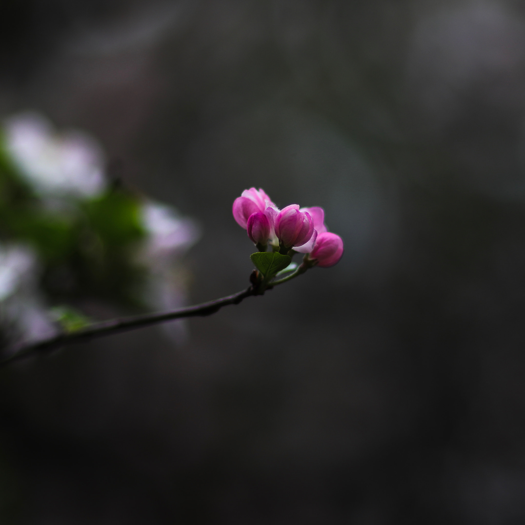 Canon EF 85mm F1.2L II USM sample photo. Spring flower 42 photography