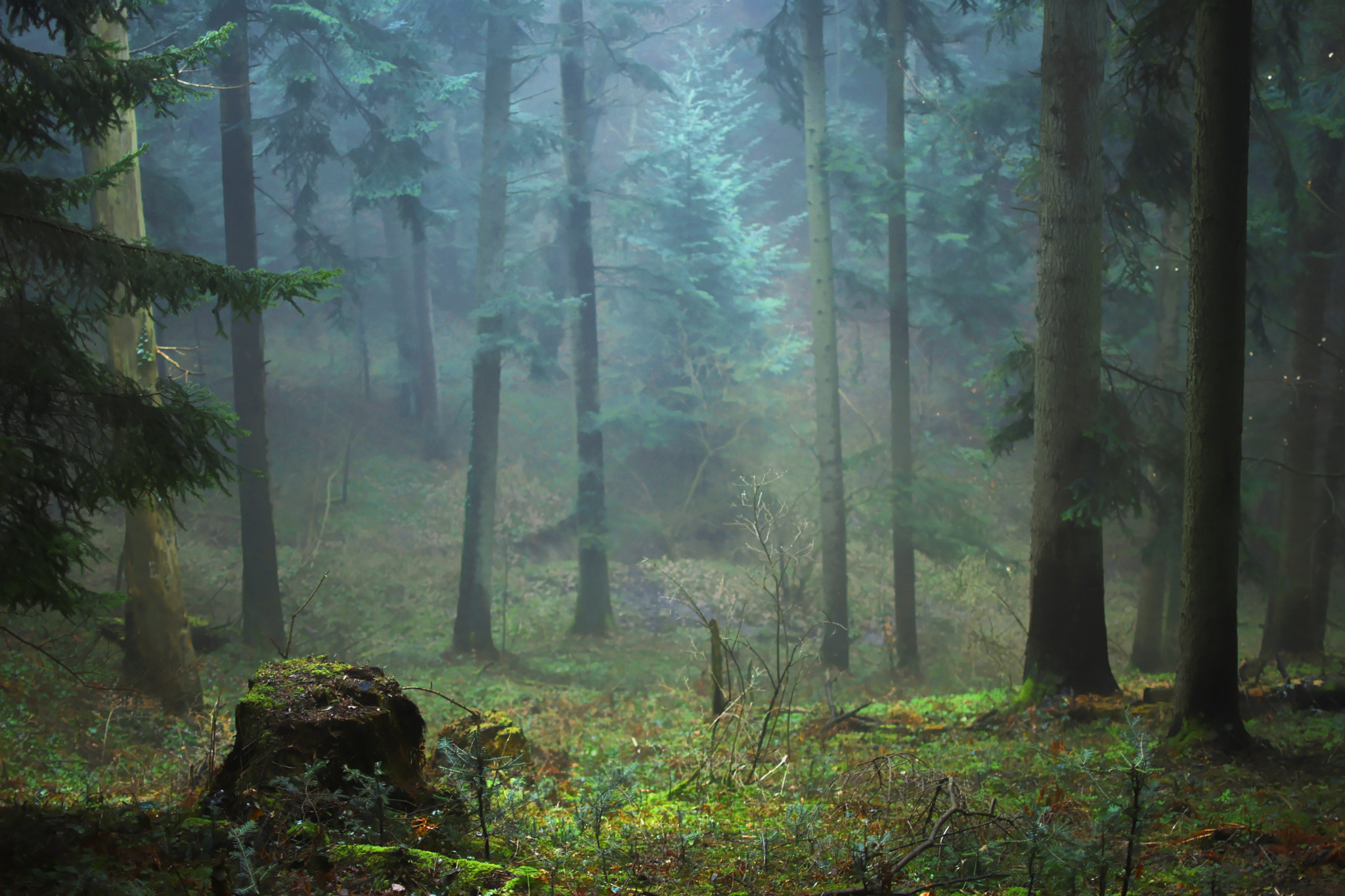 Nikon AF-S DX Nikkor 35mm F1.8G sample photo. Misty forest photography