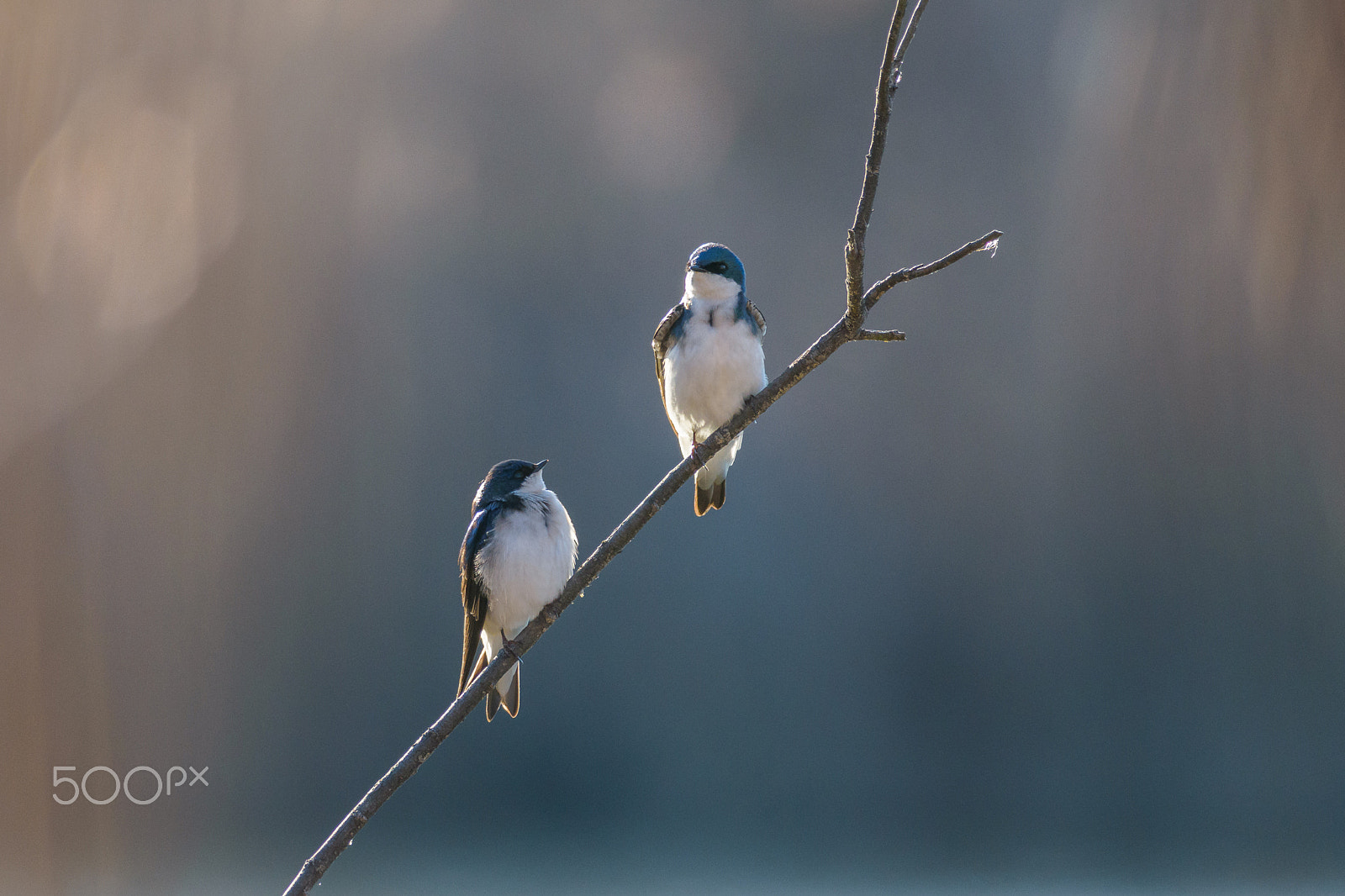 Nikon AF-S Nikkor 300mm F4D ED-IF sample photo. Tree swallow elegance photography