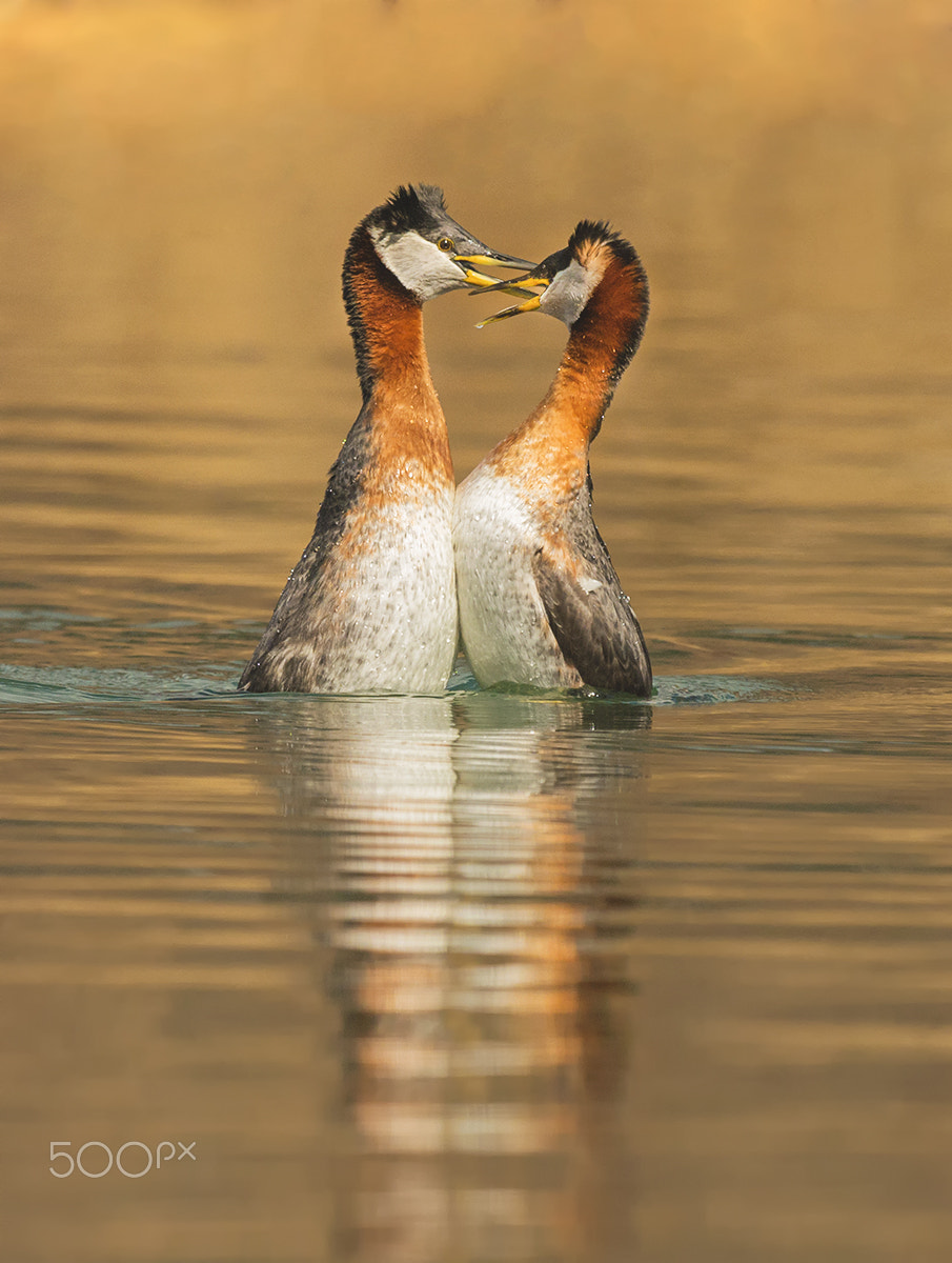 Sigma 500mm F4.5 EX DG HSM sample photo. Red-necked grebe photography