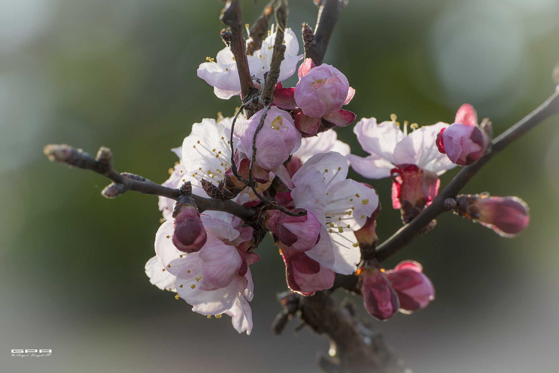 Nikon D7100 sample photo. Primavera photography