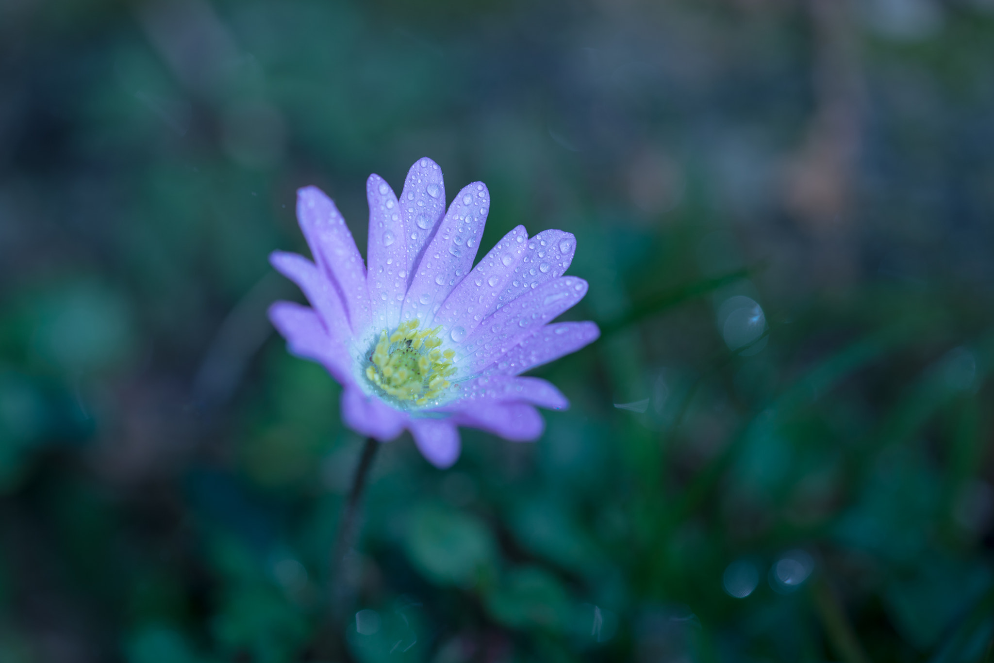 Nikon D600 sample photo