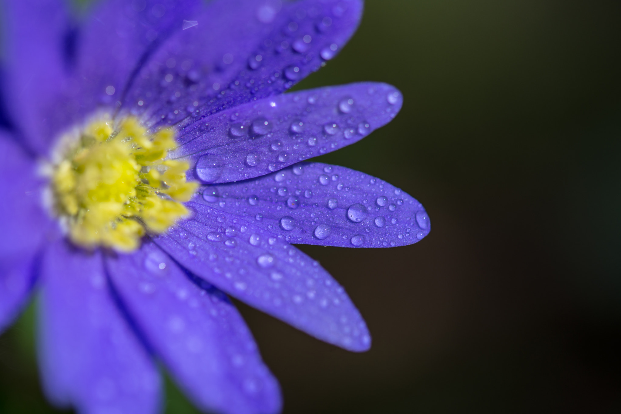 Nikon D600 sample photo. Purple drops photography