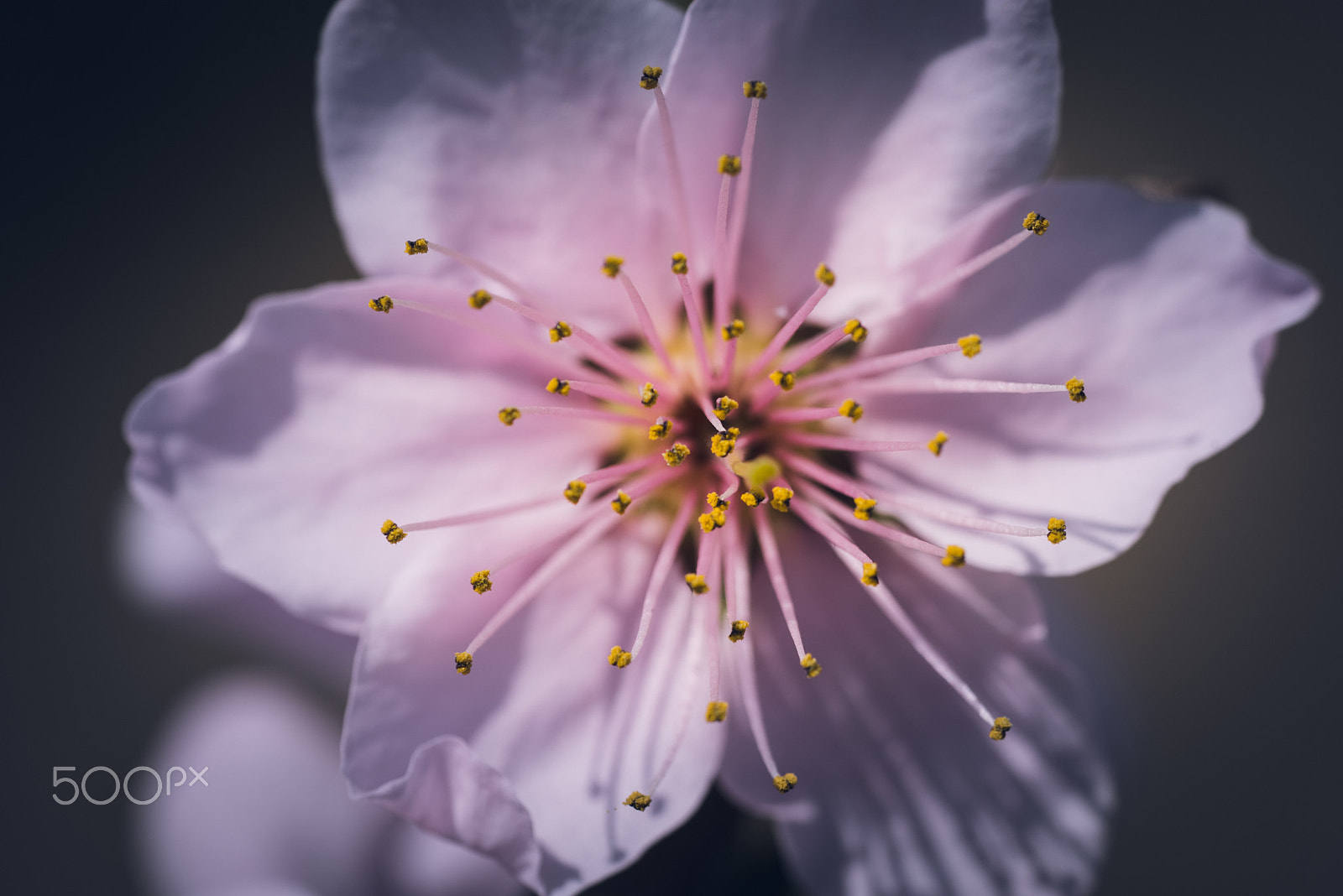 Sony a7R sample photo. Flower photography