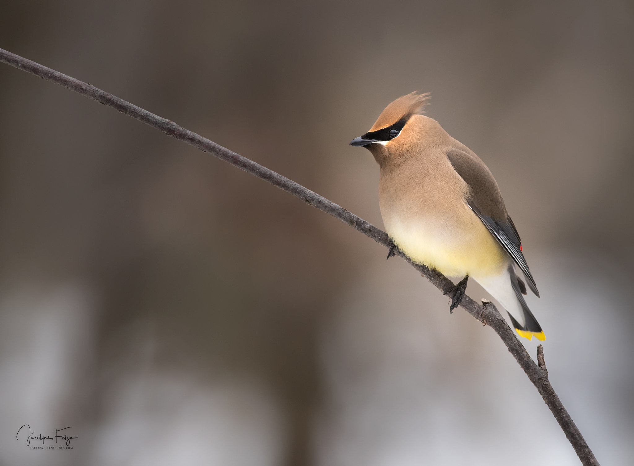 Nikon D750 + Nikon AF-S Nikkor 300mm F4D ED-IF sample photo. Cedar waxwing photography