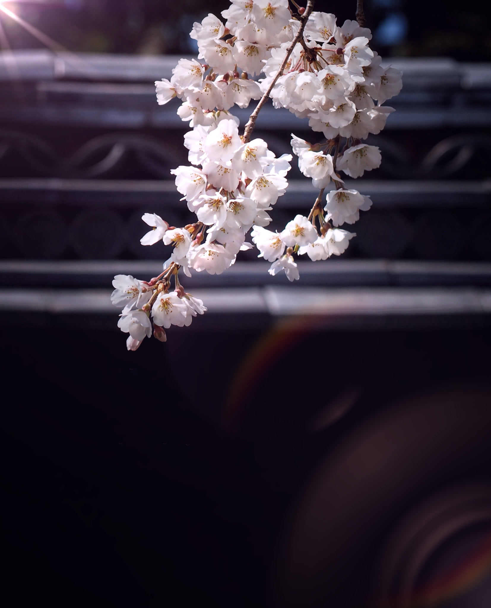Olympus OM-D E-M1 sample photo. Spring in japan photography