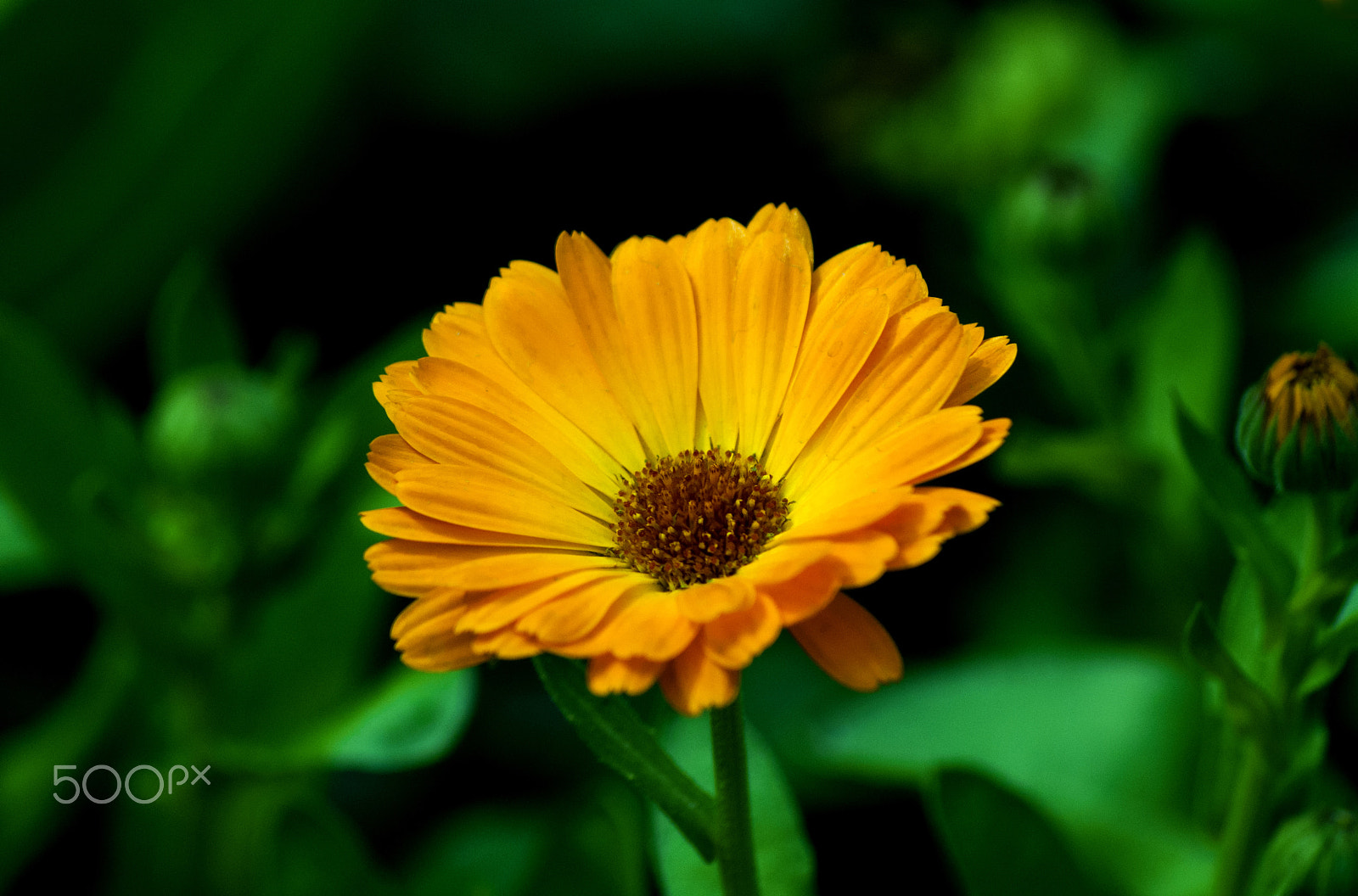 Nikon D90 sample photo. Calendula … photography