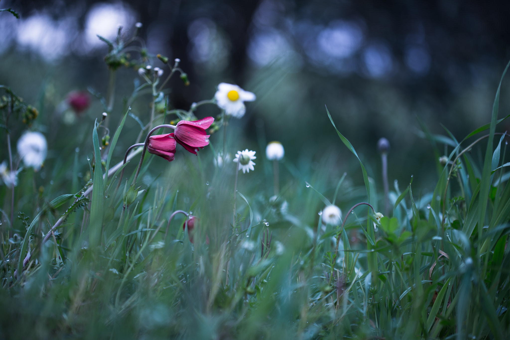 Nikon D600 sample photo. Morning spring photography