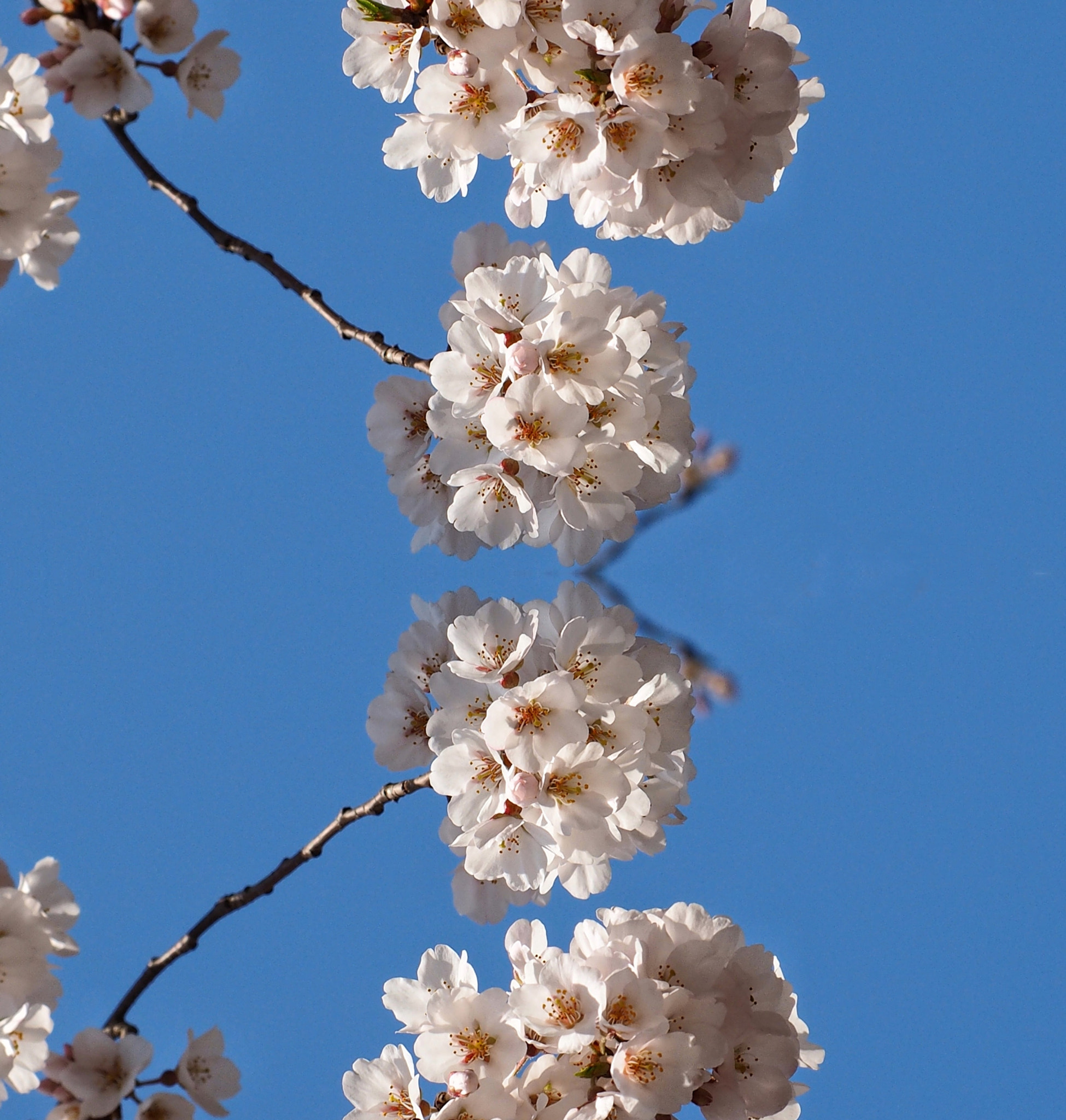 Olympus OM-D E-M1 sample photo. Spring symmetry photography