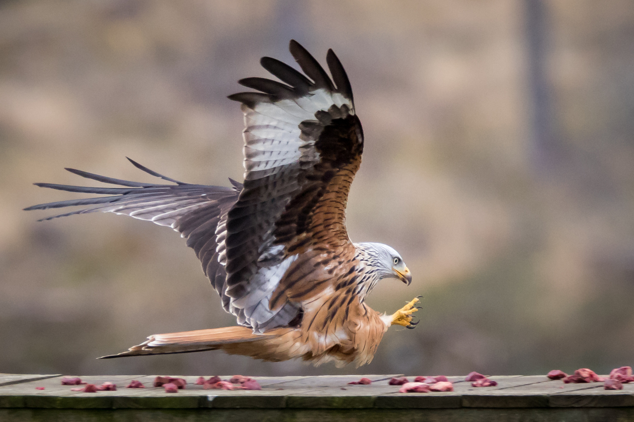 150-600mm F5-6.3 DG OS HSM | Contemporary 015 sample photo. Grabbing lunch photography