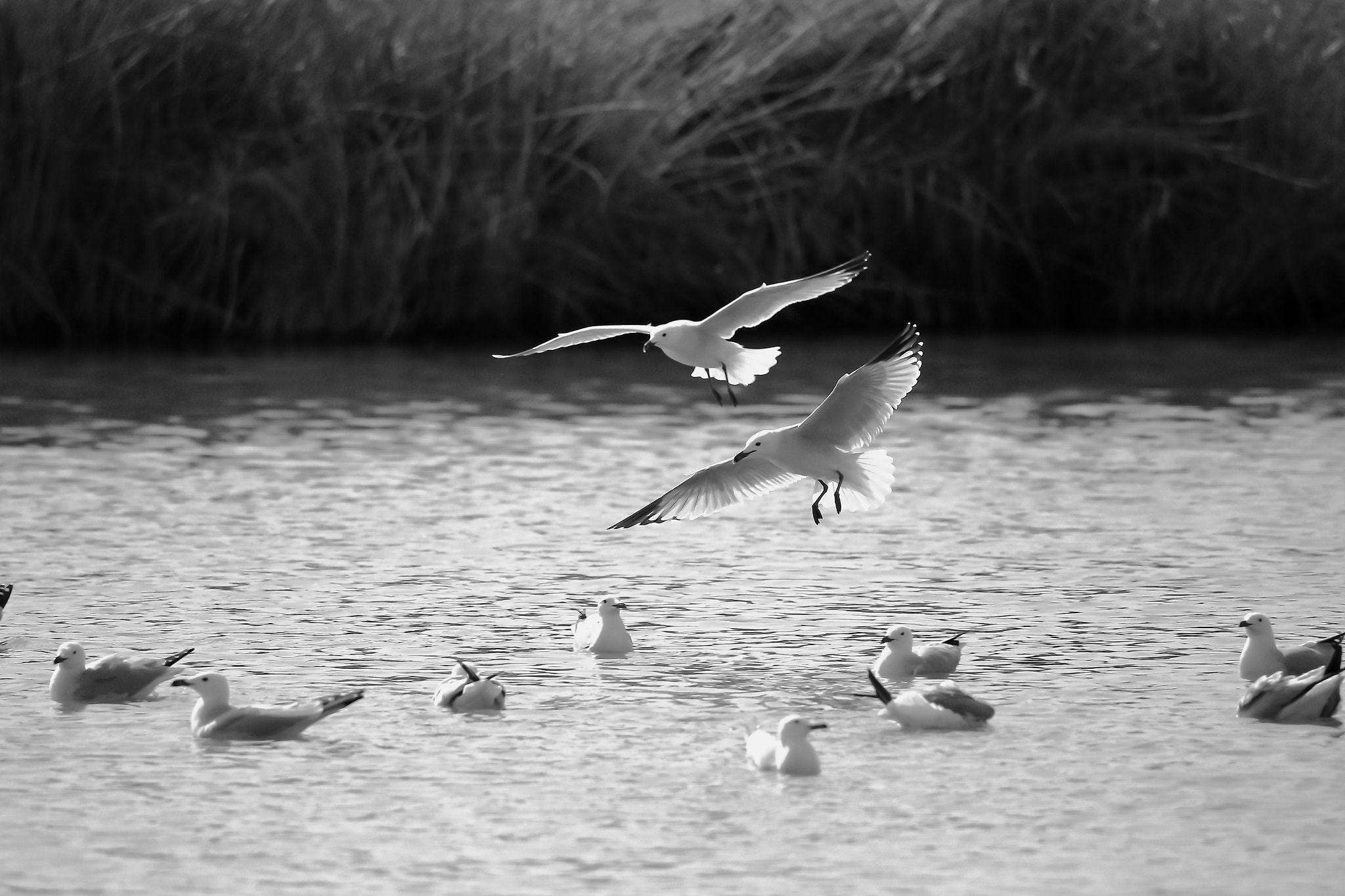 Tamron SP 150-600mm F5-6.3 Di VC USD sample photo. Black and white photography