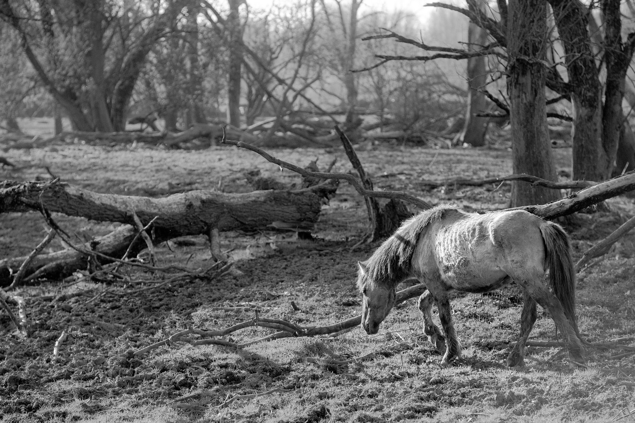 Canon EOS 5D + Canon EF 135mm F2.8 SF sample photo. Leaving alone. photography