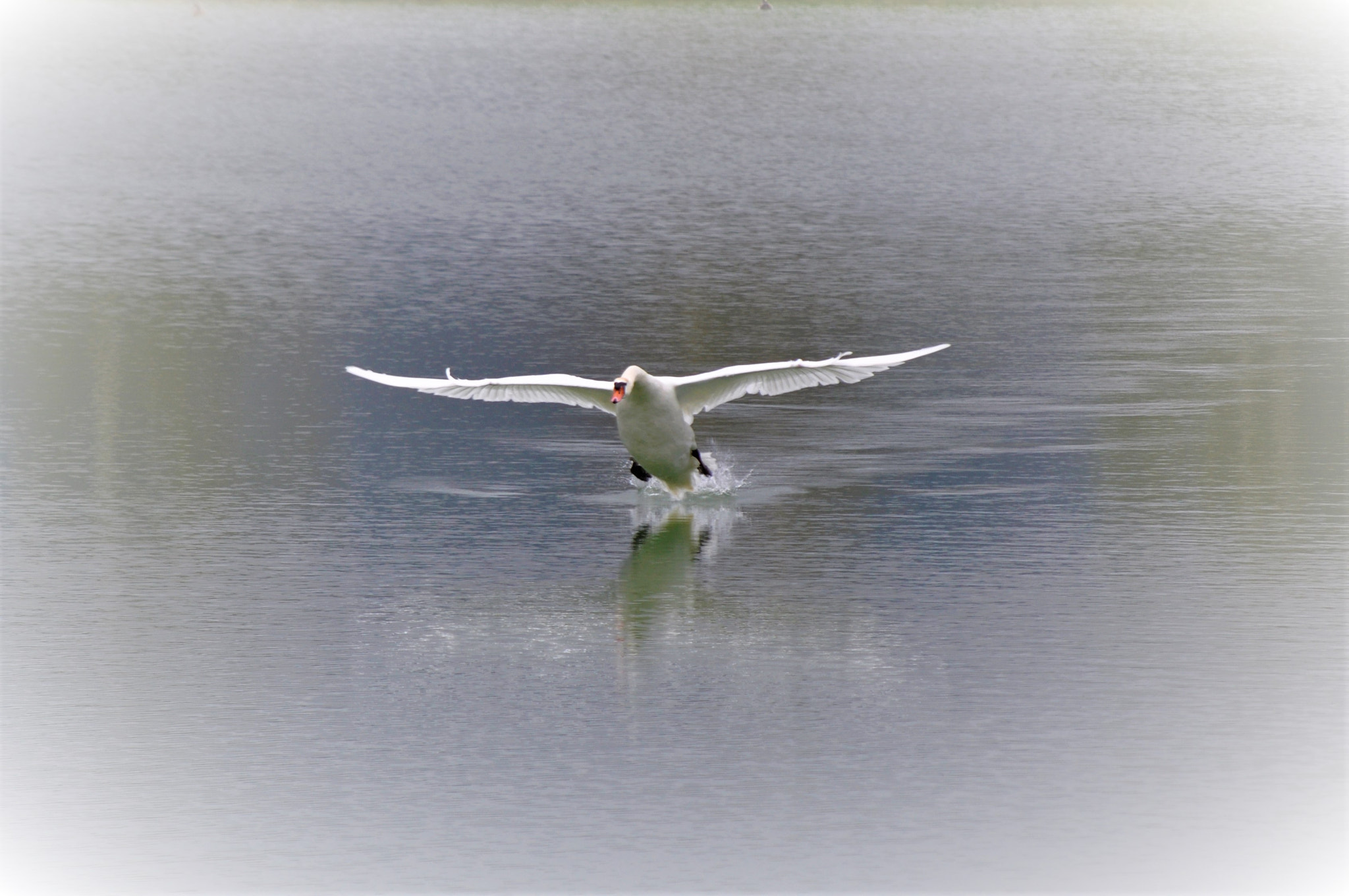 Nikon D90 sample photo. White wings photography