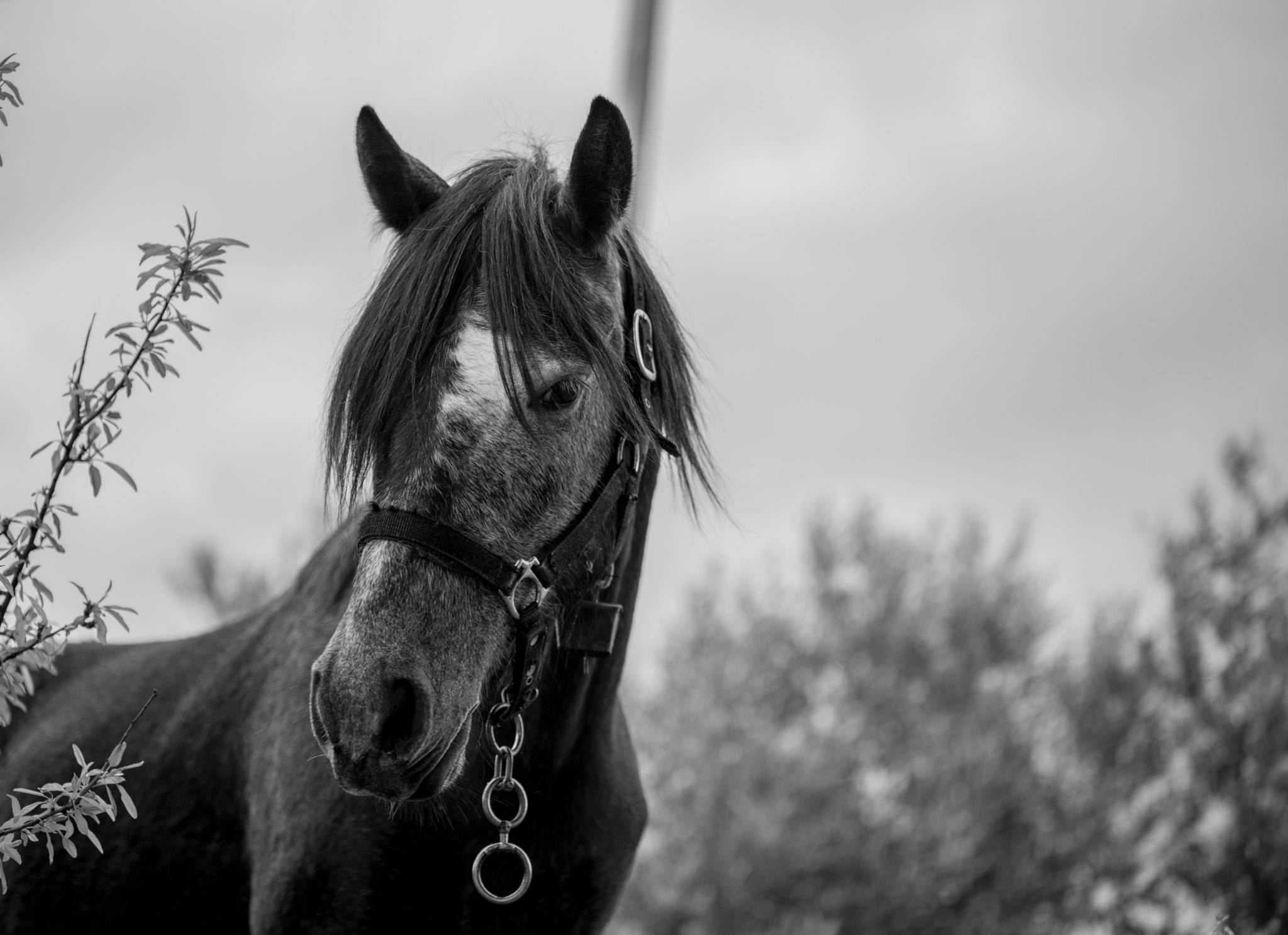 Nikon D600 sample photo. Her majesty photography