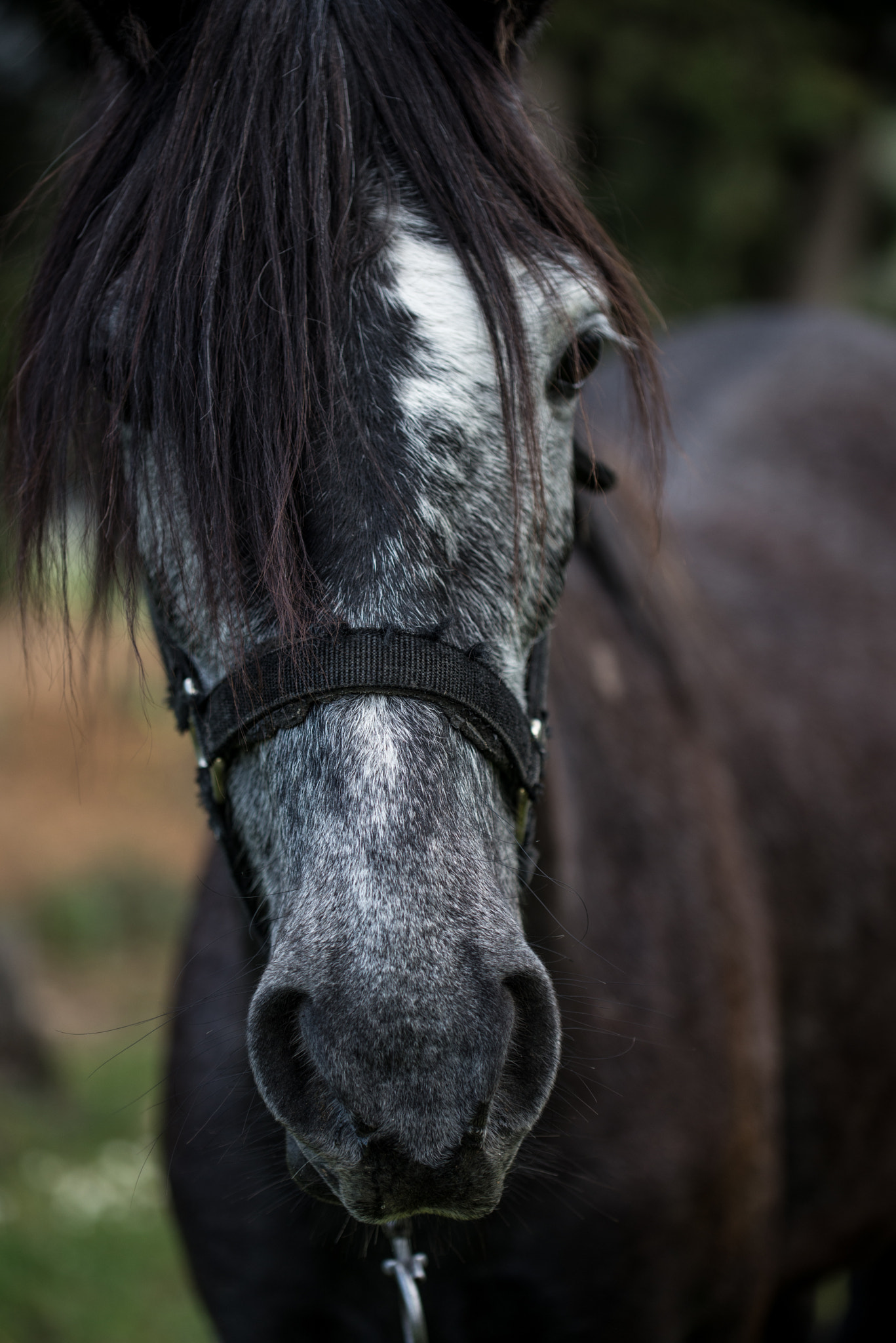Nikon D600 + Tamron SP 90mm F2.8 Di VC USD 1:1 Macro (F004) sample photo. Horse portrait photography