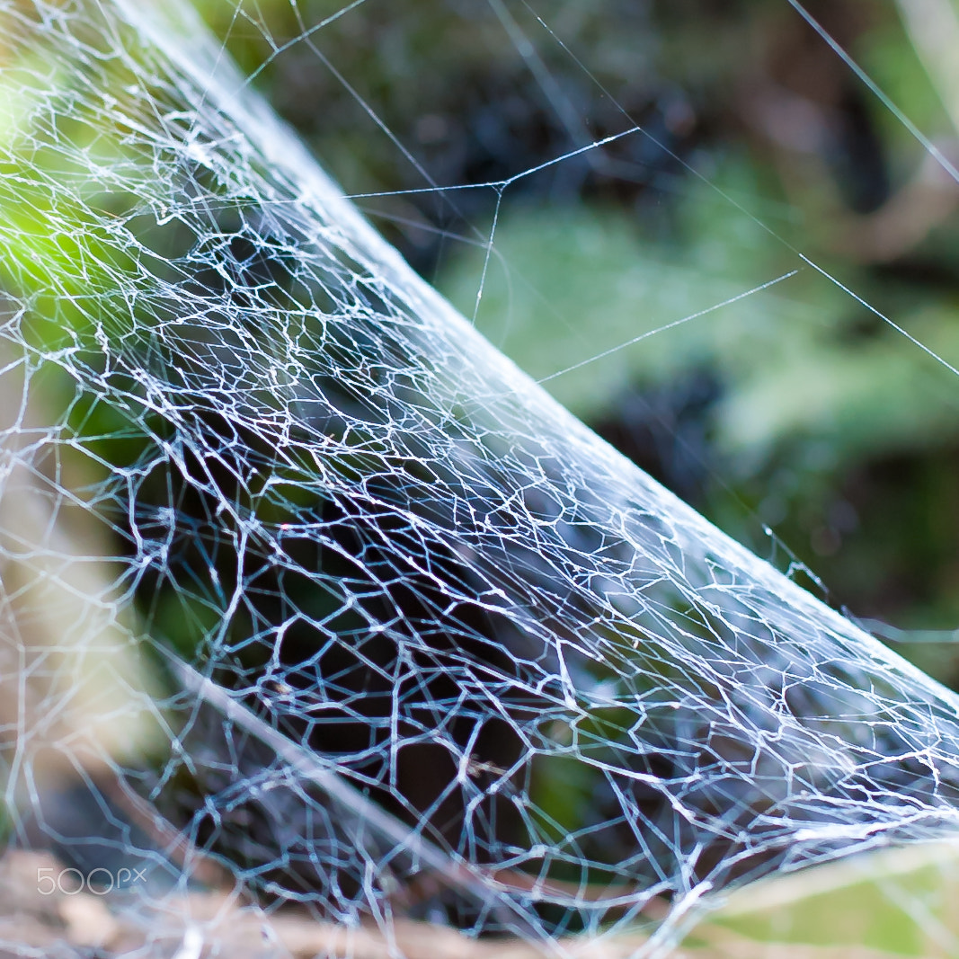 Nikon D700 + Nikon AF-S Nikkor 50mm F1.8G sample photo. Spider web photography