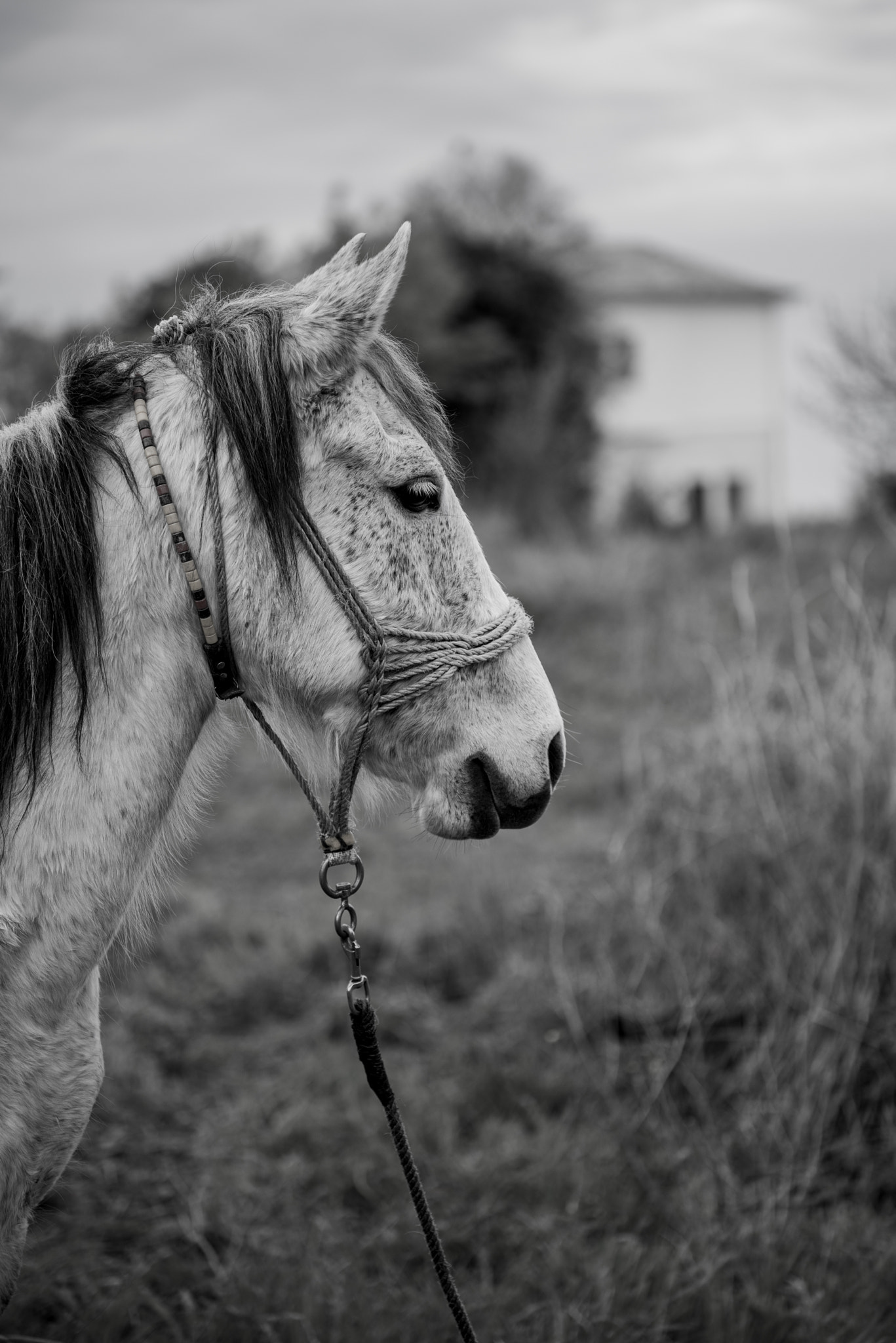 Nikon D600 sample photo. Horse profile photography