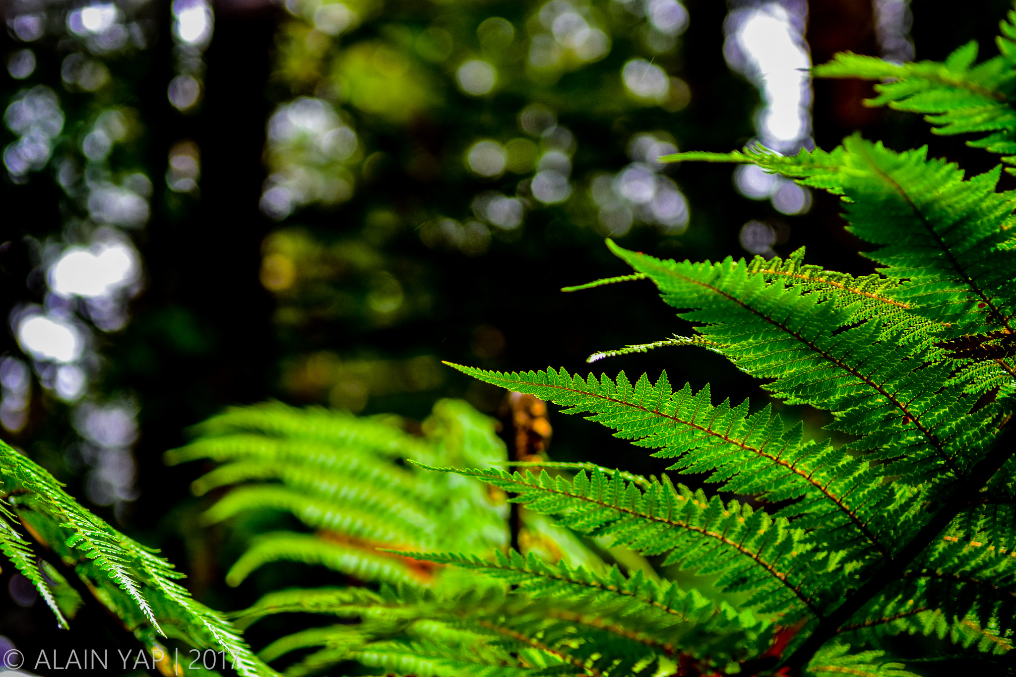 Nikon D7200 sample photo. Fern bokeh photography