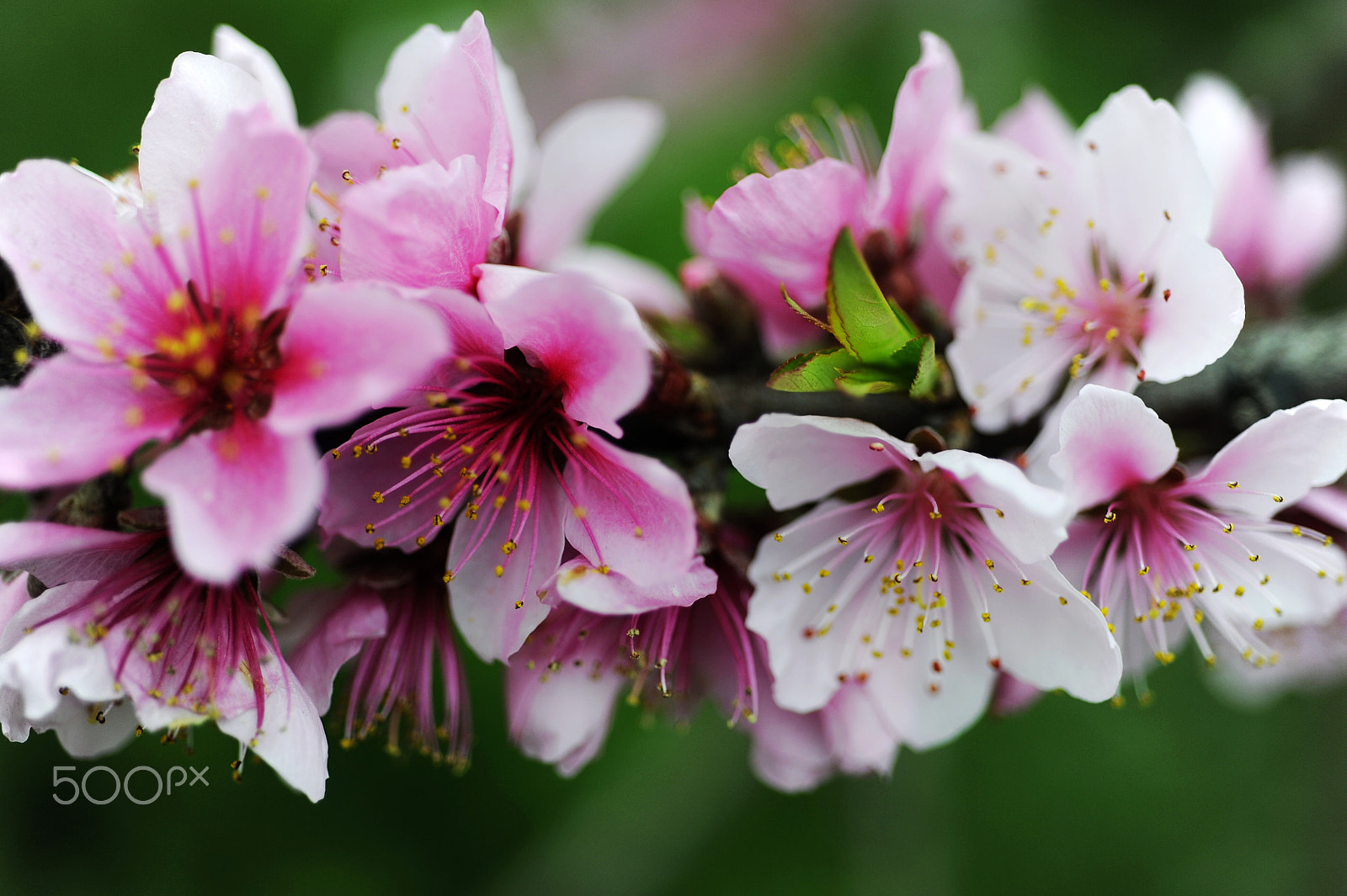 Nikon D3 sample photo. Peach blossoms were blossoming photography