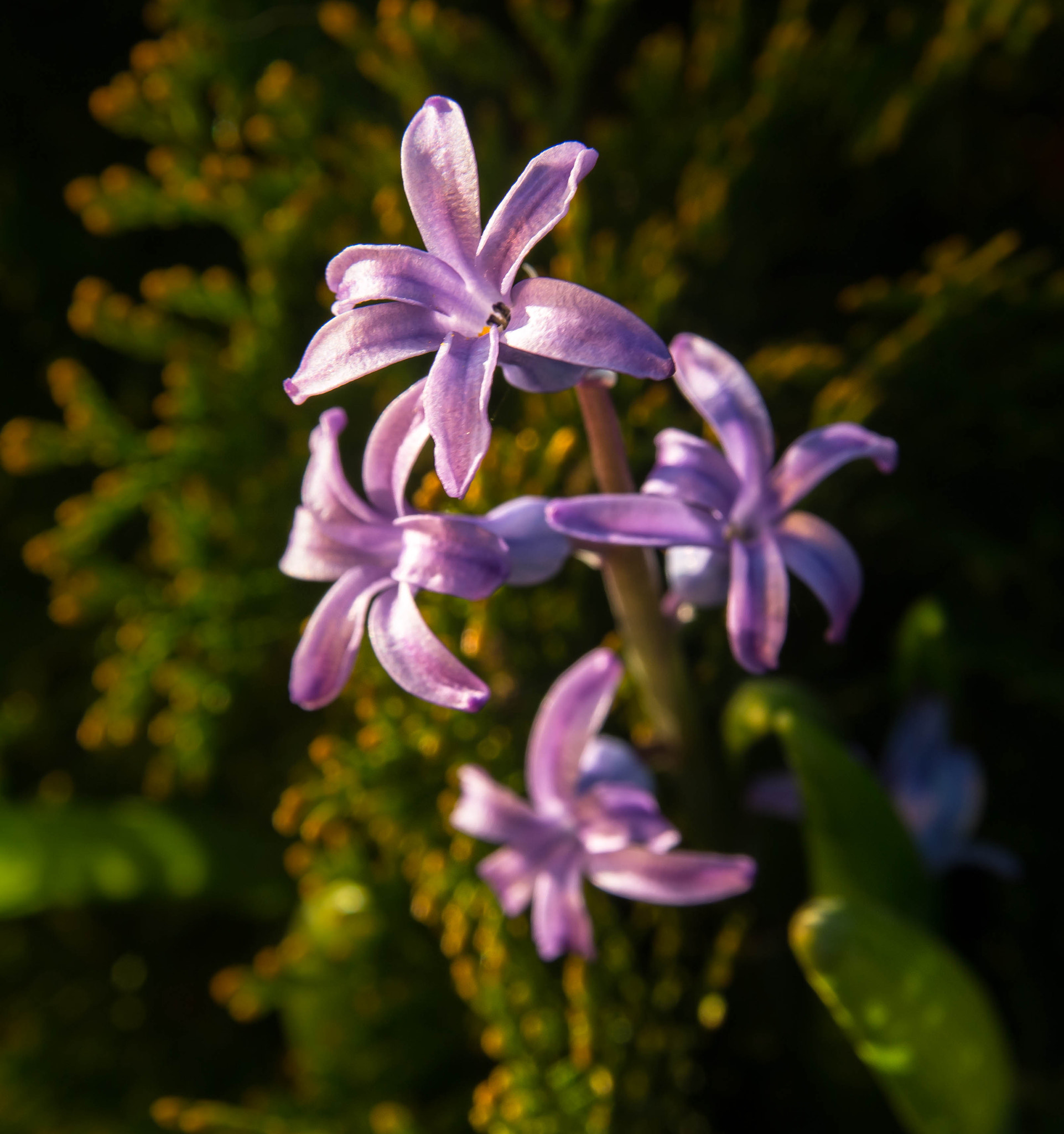 Canon EF-S 17-55mm F2.8 IS USM sample photo. Flower purple photography