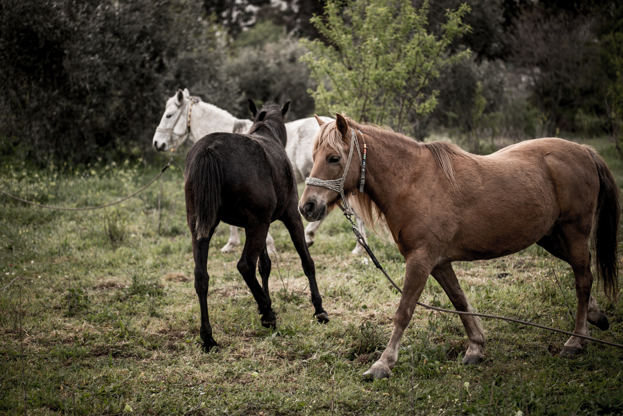 Nikon D600 sample photo. The company photography