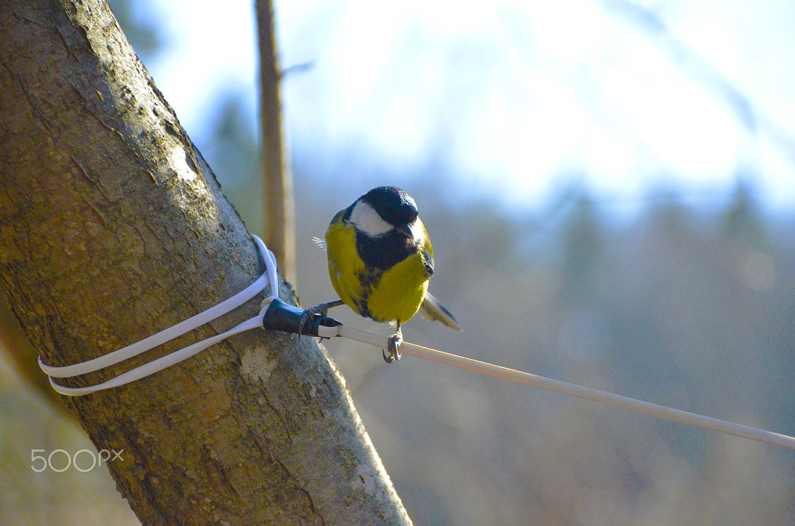 Nikon D5100 + Sigma 18-250mm F3.5-6.3 DC Macro OS HSM sample photo. Photos from park photography