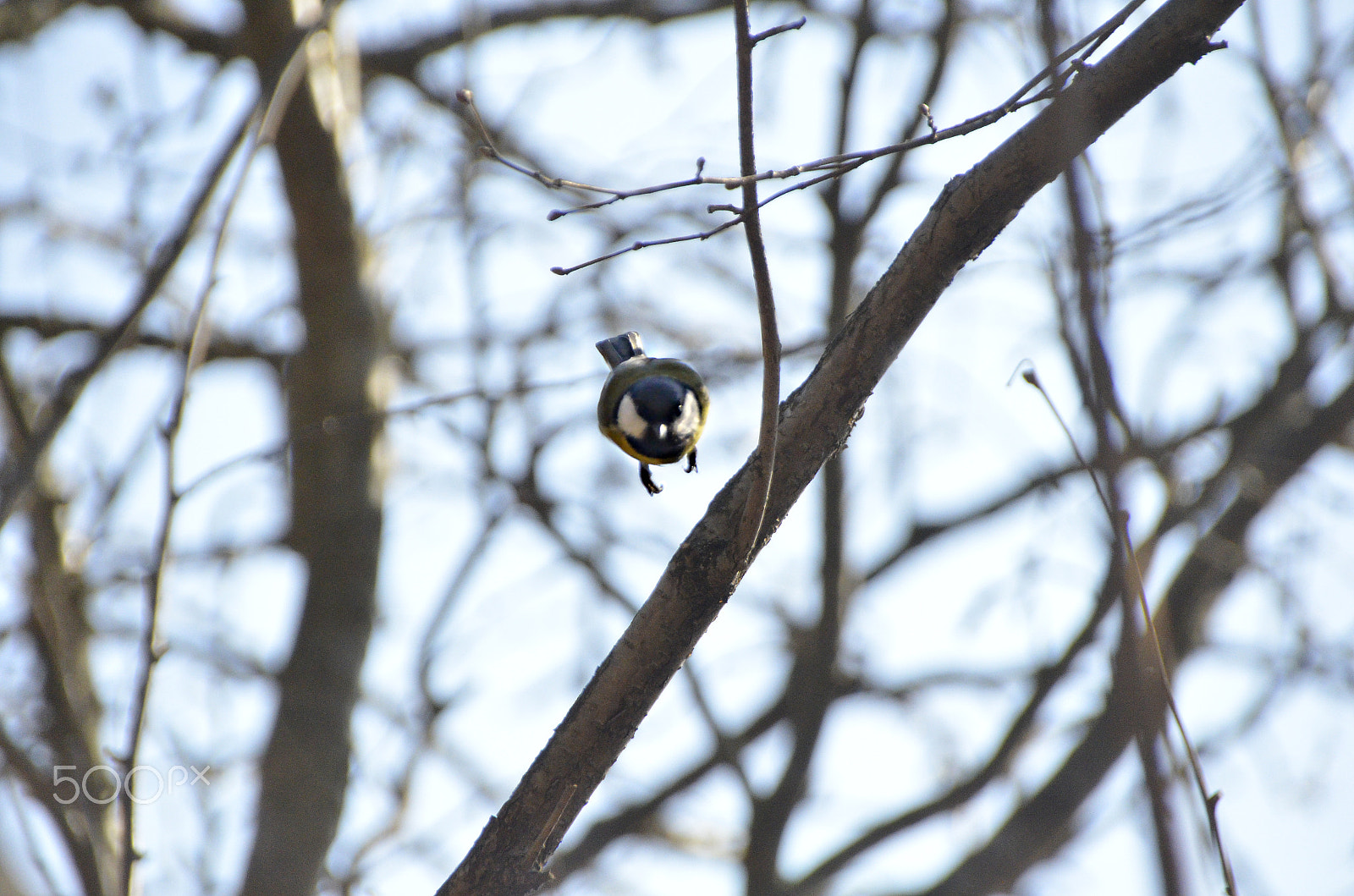 Sigma 18-250mm F3.5-6.3 DC Macro OS HSM sample photo. Photos from park photography