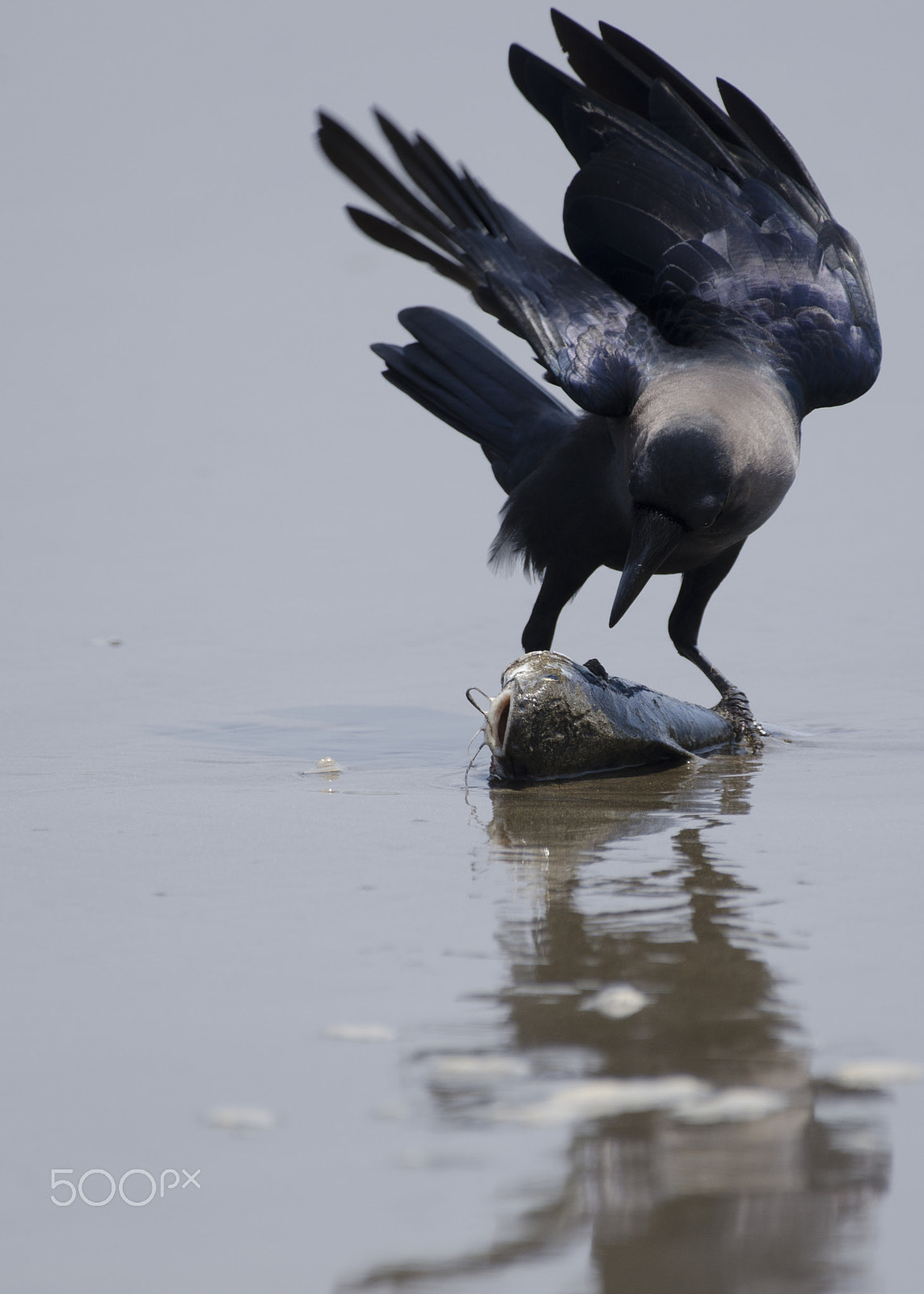 Nikon AF-S Nikkor 200-500mm F5.6E ED VR sample photo. Delicious photography