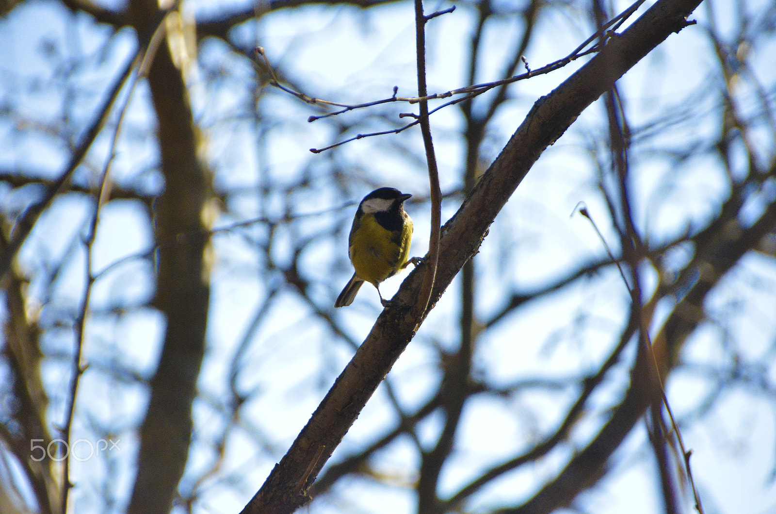 Nikon D5100 + Sigma 18-250mm F3.5-6.3 DC Macro OS HSM sample photo. Photos from park photography