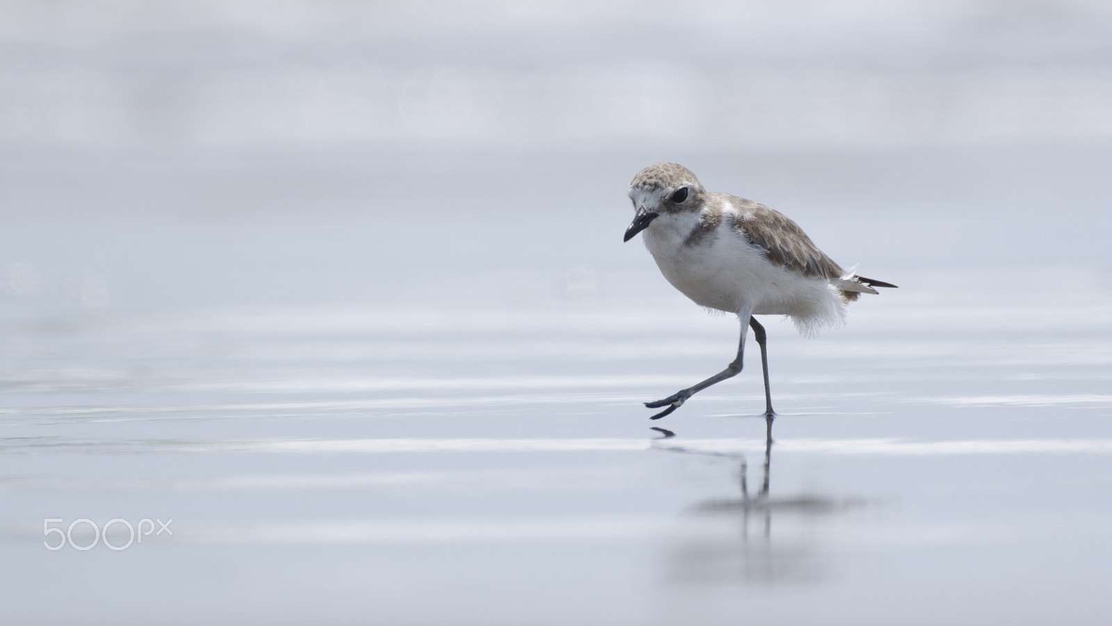 Nikon AF-S Nikkor 200-500mm F5.6E ED VR sample photo. Tippy toes photography