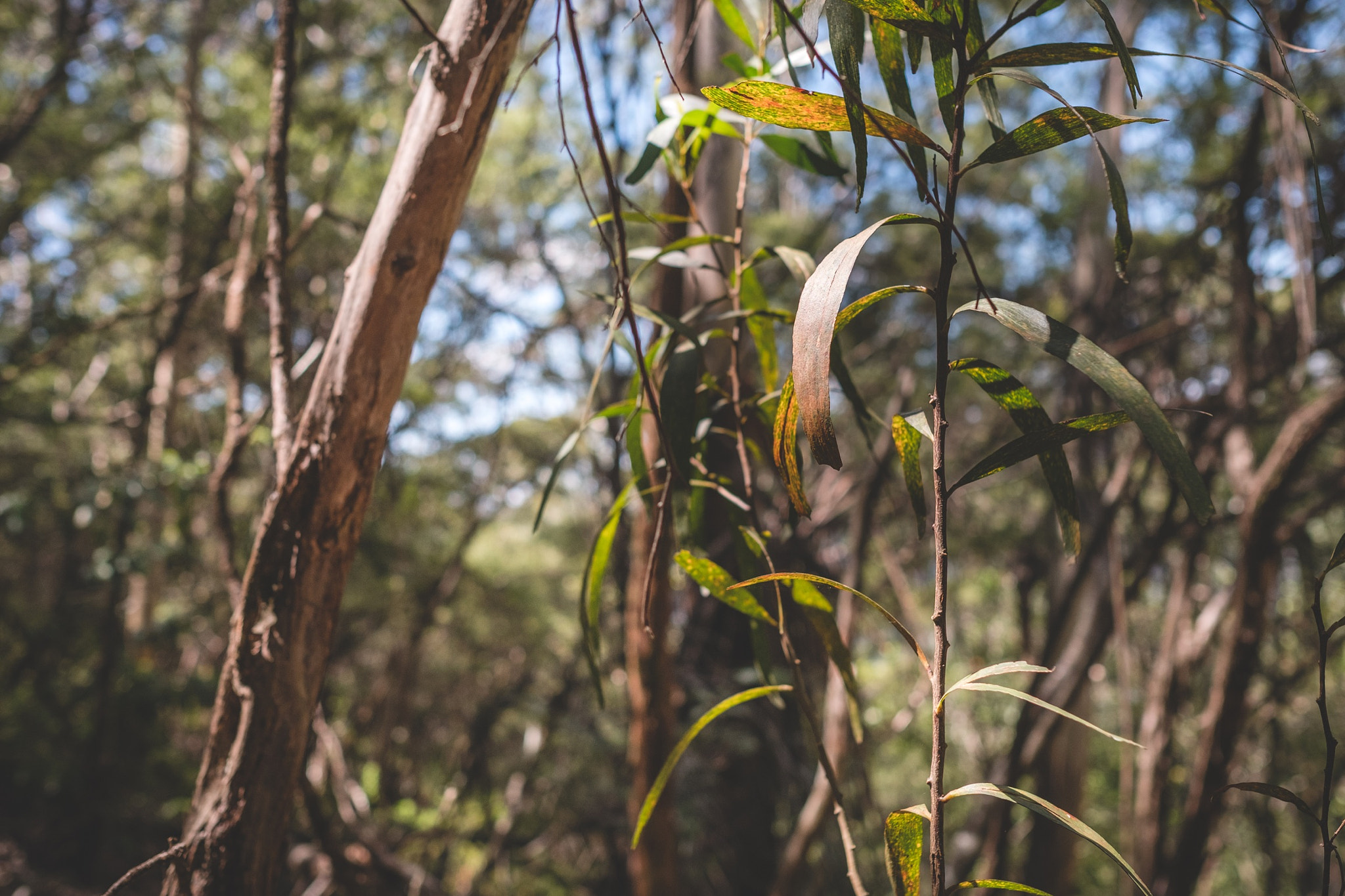 Fujifilm X-Pro2 sample photo. Exploring blue mountains, trail from katoomba to leura falls photography