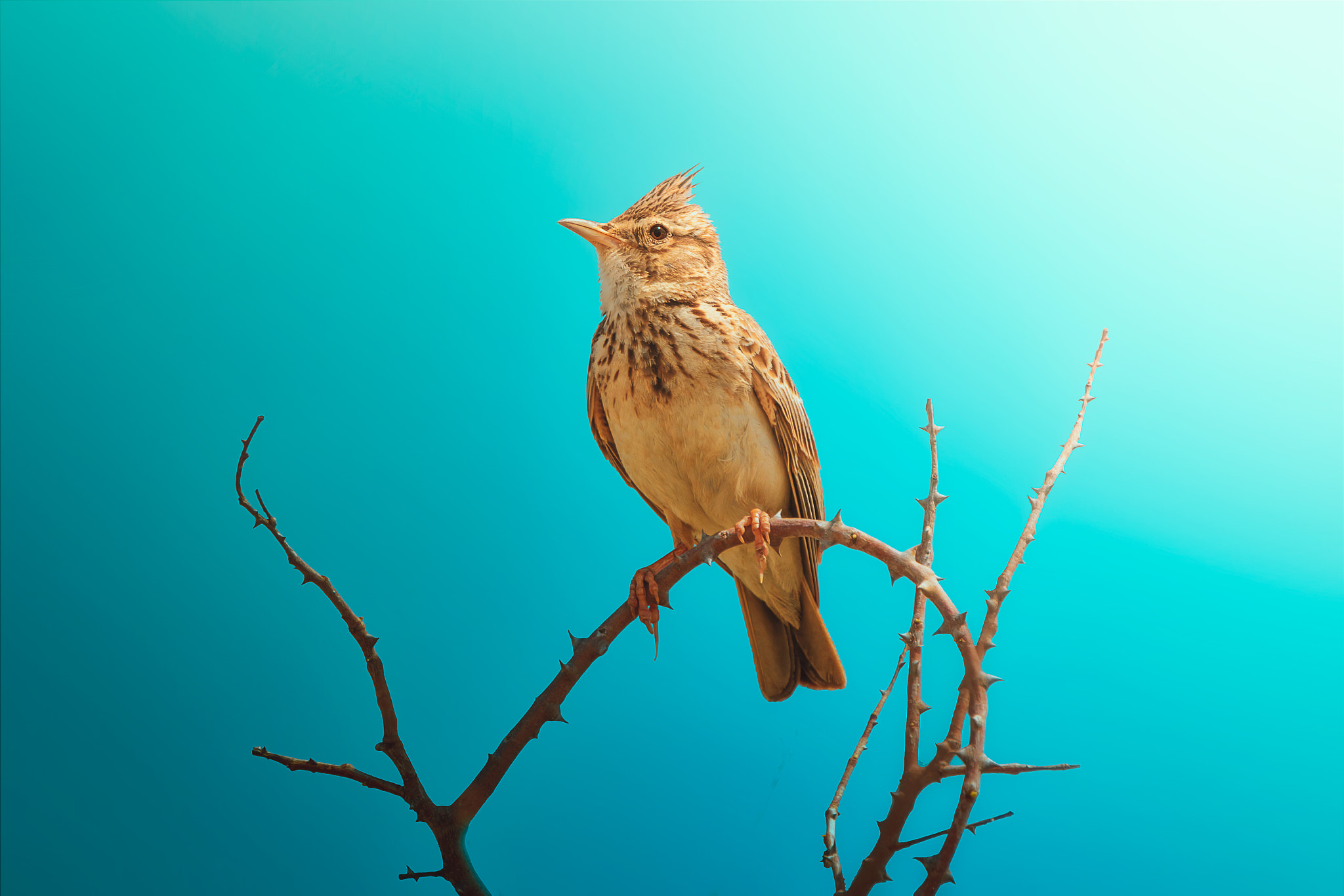 Tamron SP 150-600mm F5-6.3 Di VC USD sample photo. Crested lark... photography