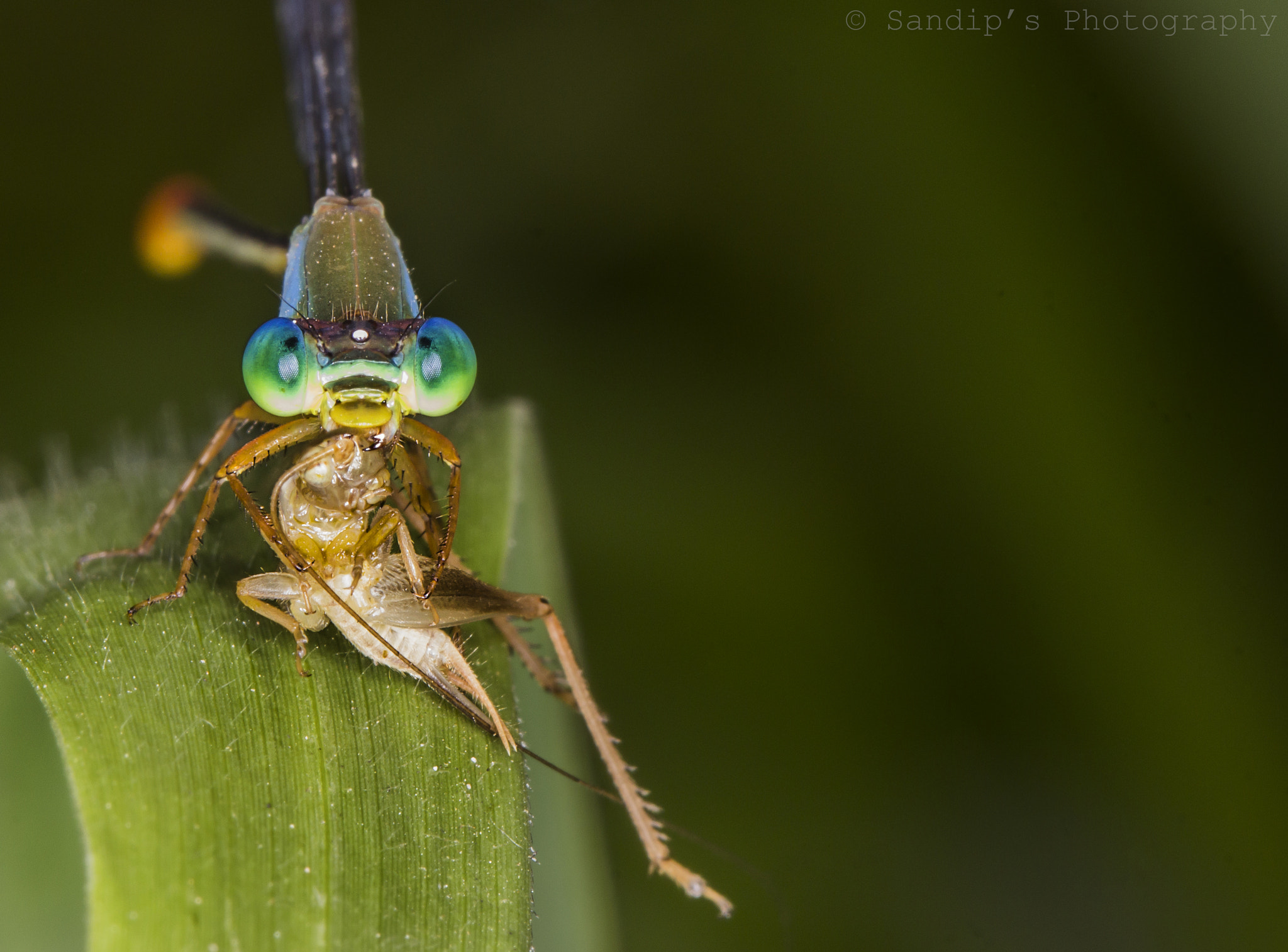 Canon EOS 600D (Rebel EOS T3i / EOS Kiss X5) + Canon EF 100mm F2.8L Macro IS USM sample photo. Big catch.... photography