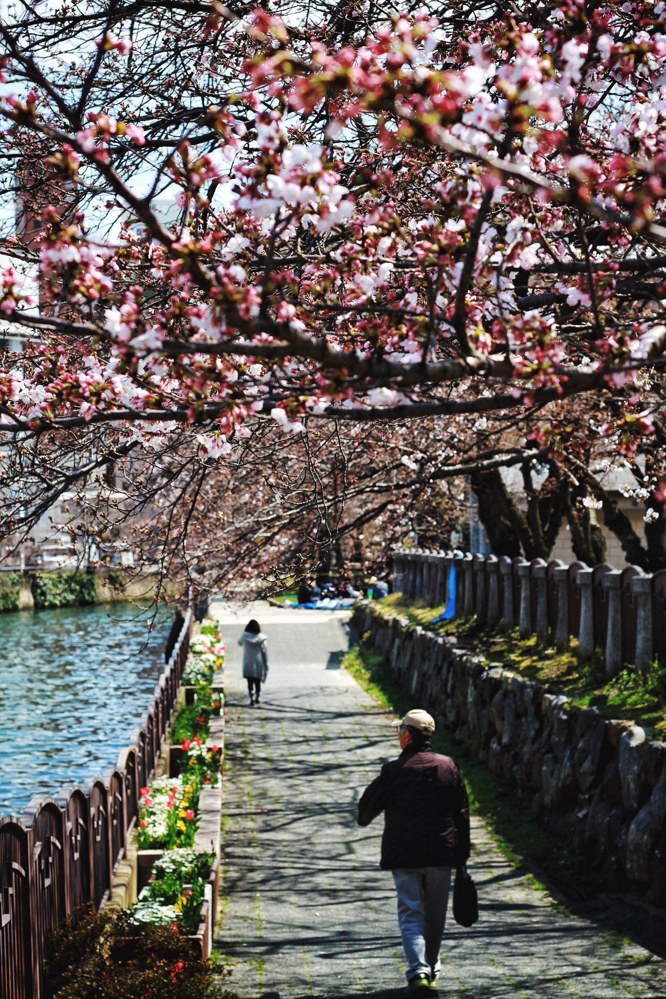 Canon EOS 7D + Canon EF 50mm F1.8 STM sample photo. Sakura 2017 photography