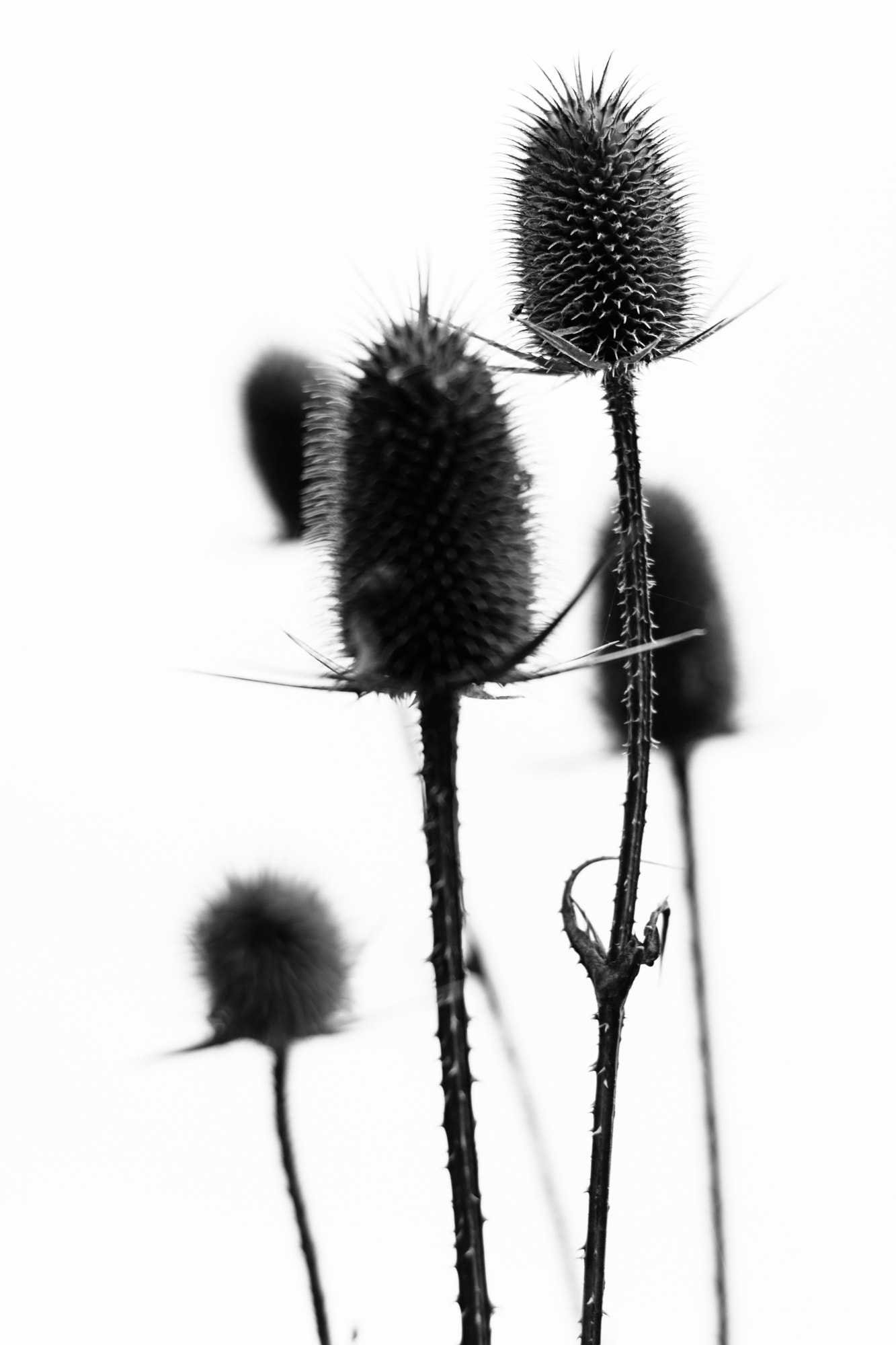 Nikon D7100 + Nikon AF Nikkor 50mm F1.8D sample photo. Teasel photography