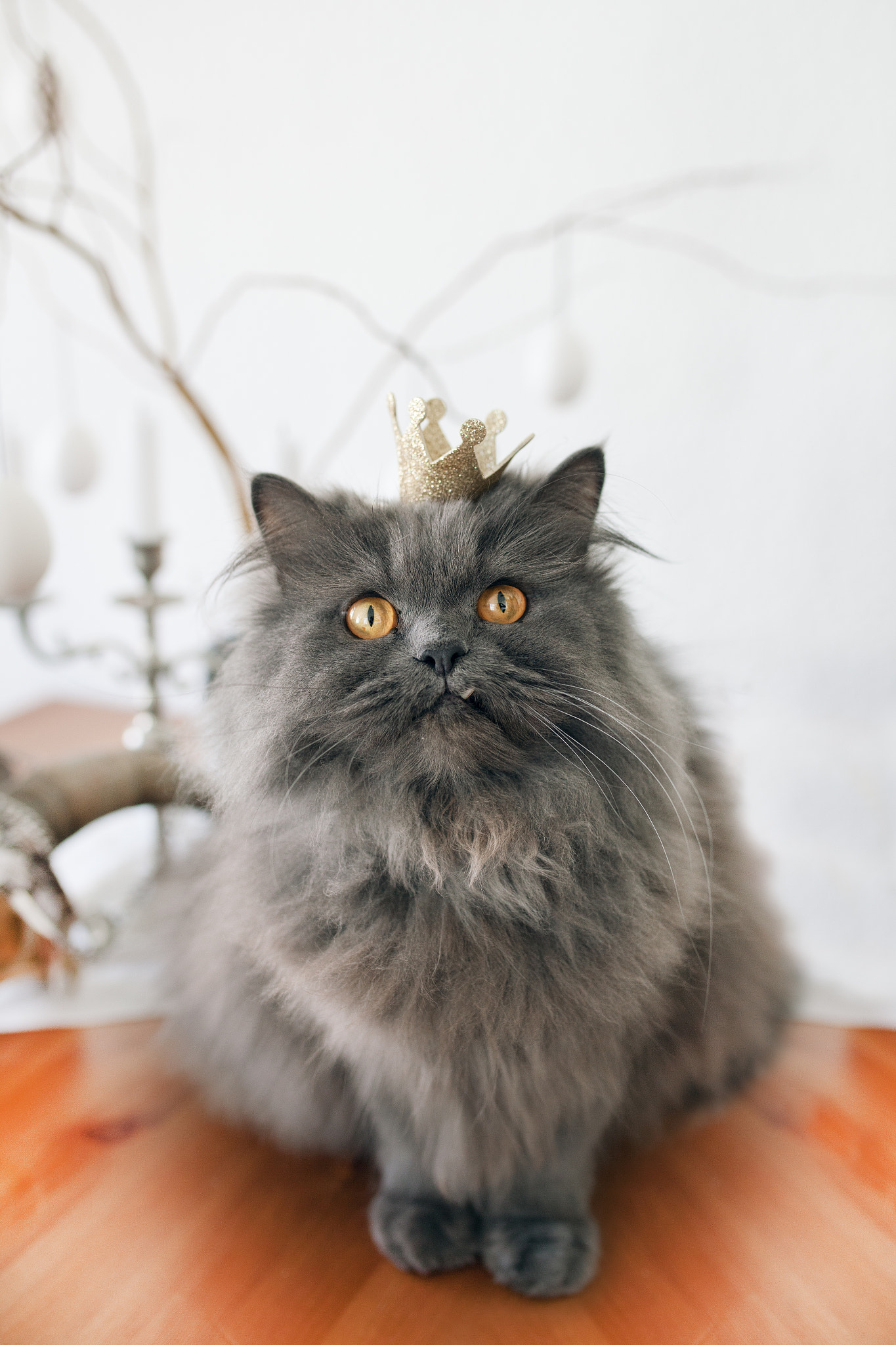 Sigma 35mm F1.4 DG HSM Art sample photo. Little furry prince photography
