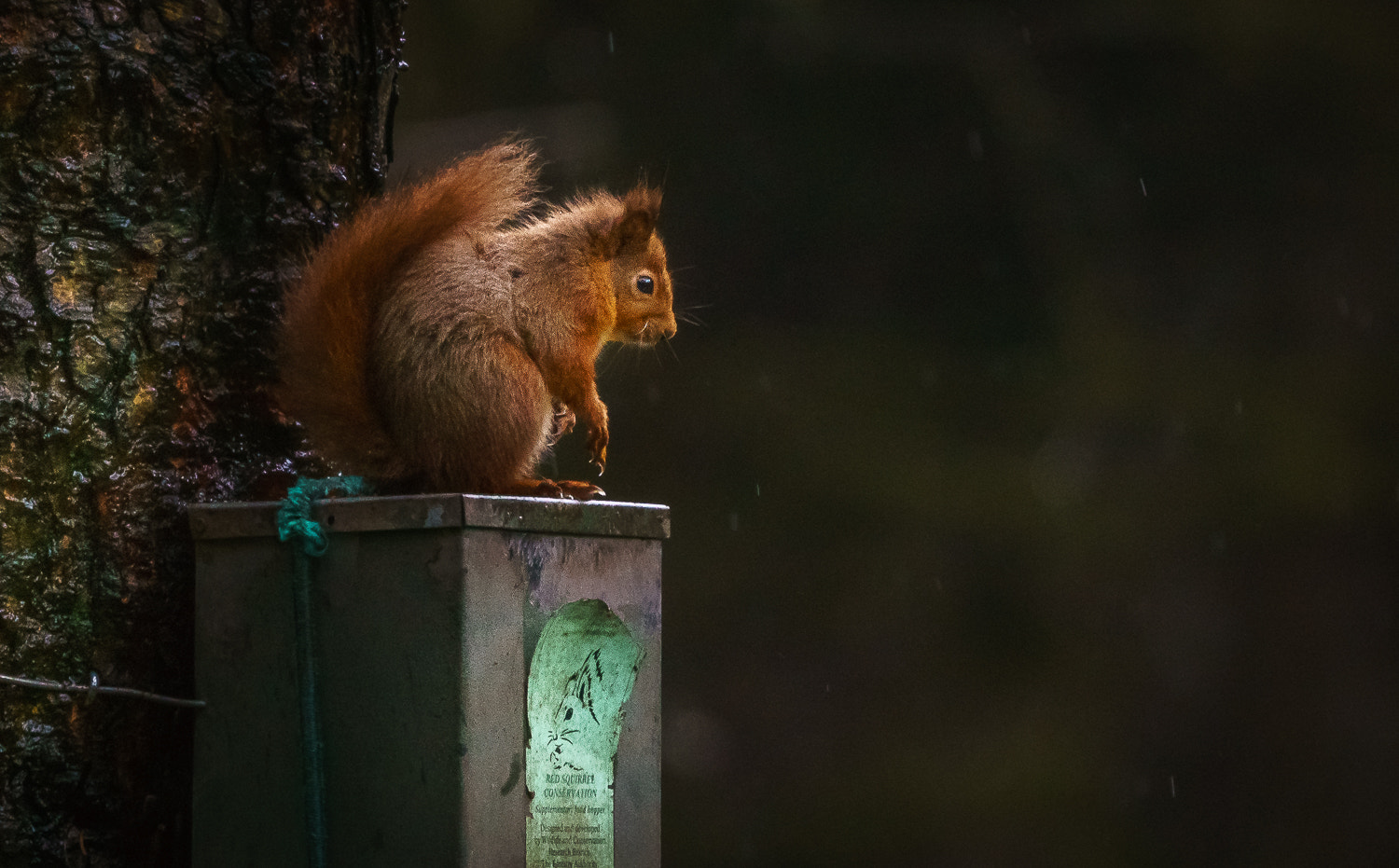 Sony FE 70-300mm F4.5-5.6 G OSS sample photo. Red squirrel photography
