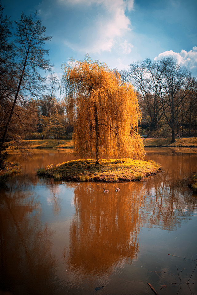 Nikon D800 + Sigma 35mm F1.4 DG HSM Art sample photo. Golden tree photography