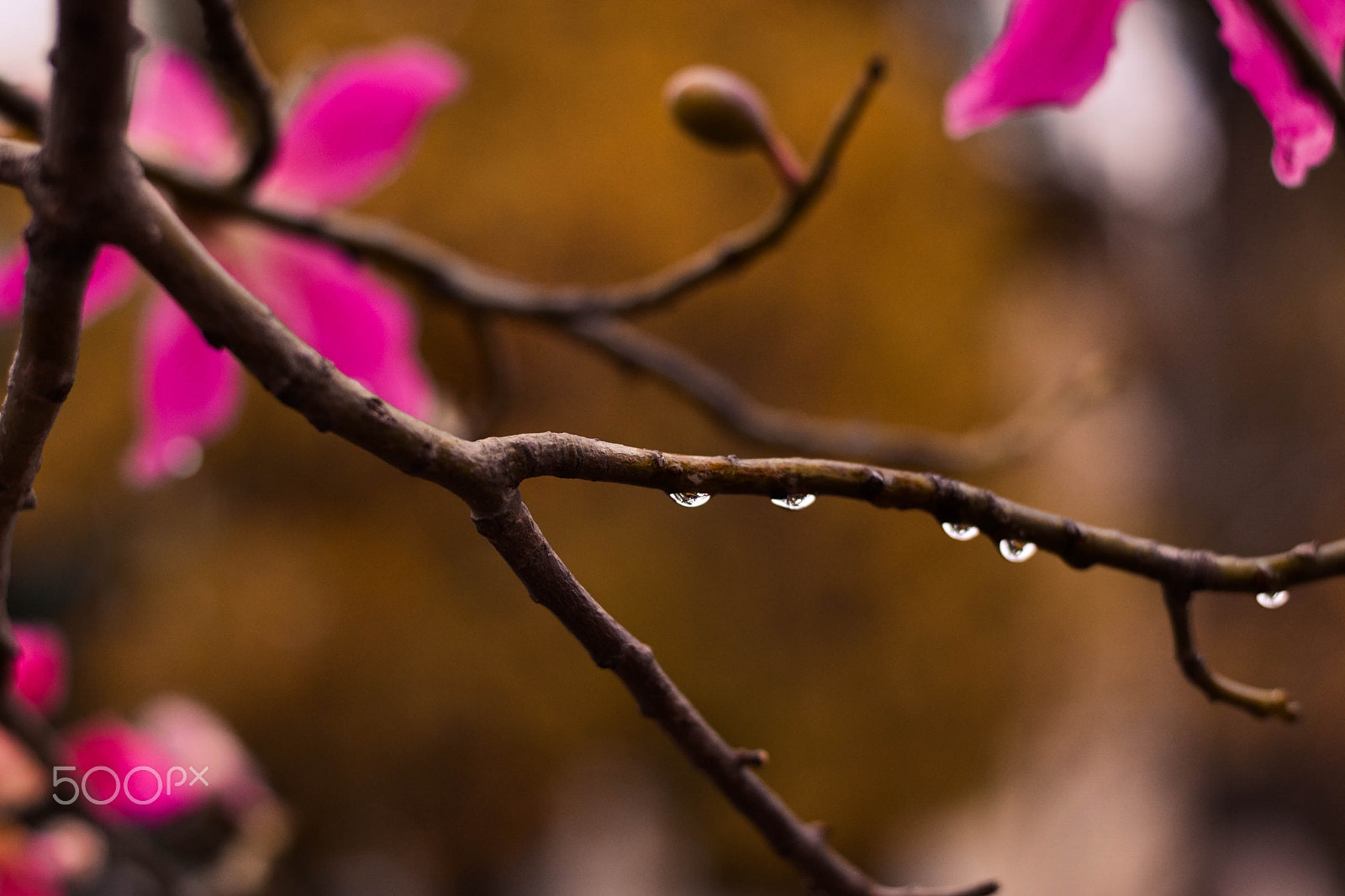 Nikon D3100 sample photo. Five drops photography