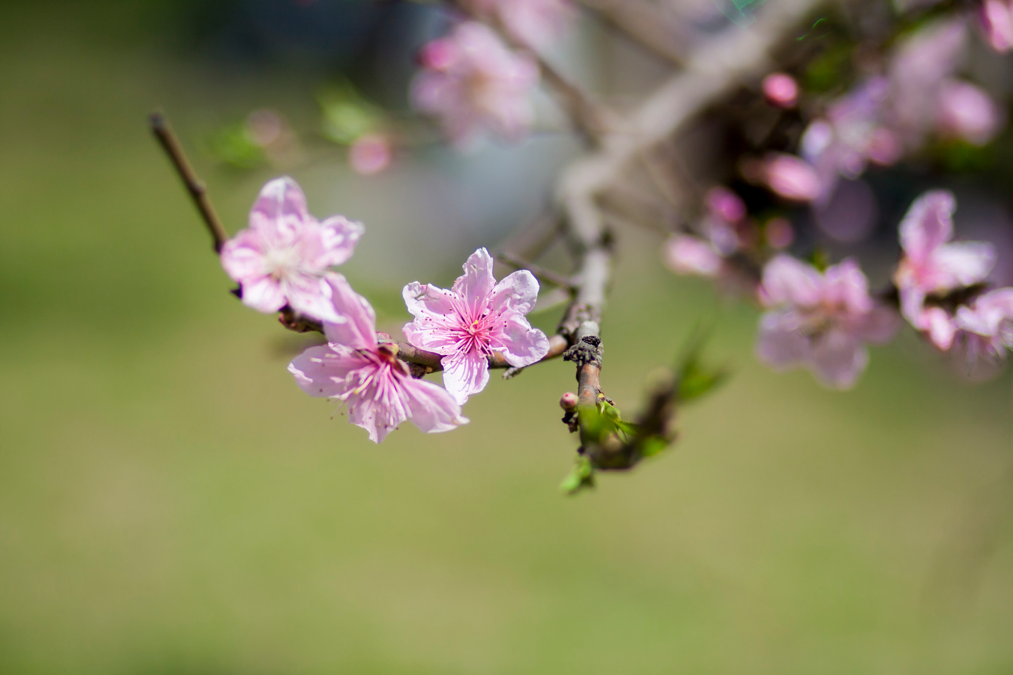 Canon EF 85mm F1.8 USM sample photo. Peach blossom photography
