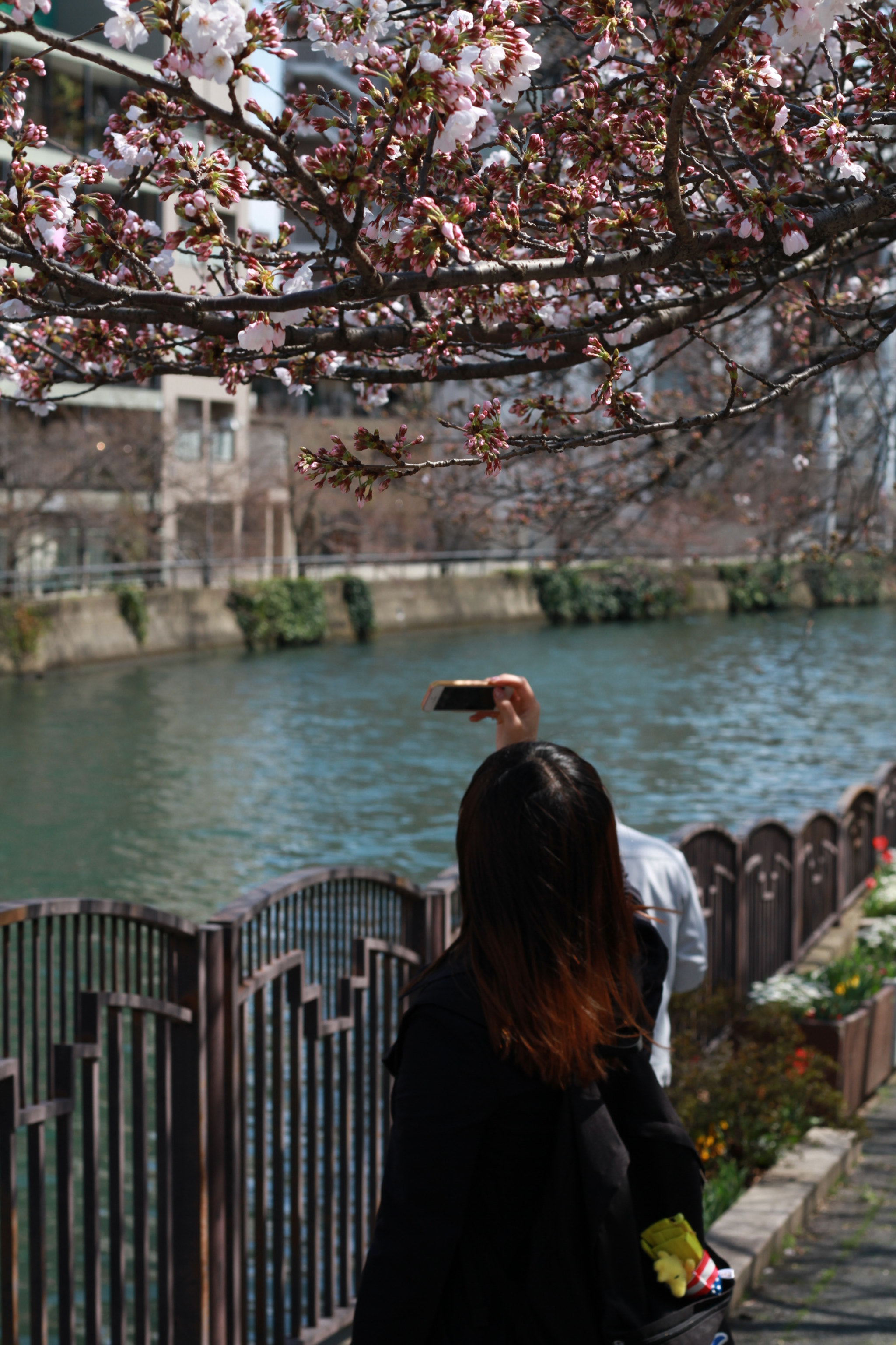 Canon EOS 7D + Canon EF 50mm F1.8 STM sample photo. Sakura 2017 photography