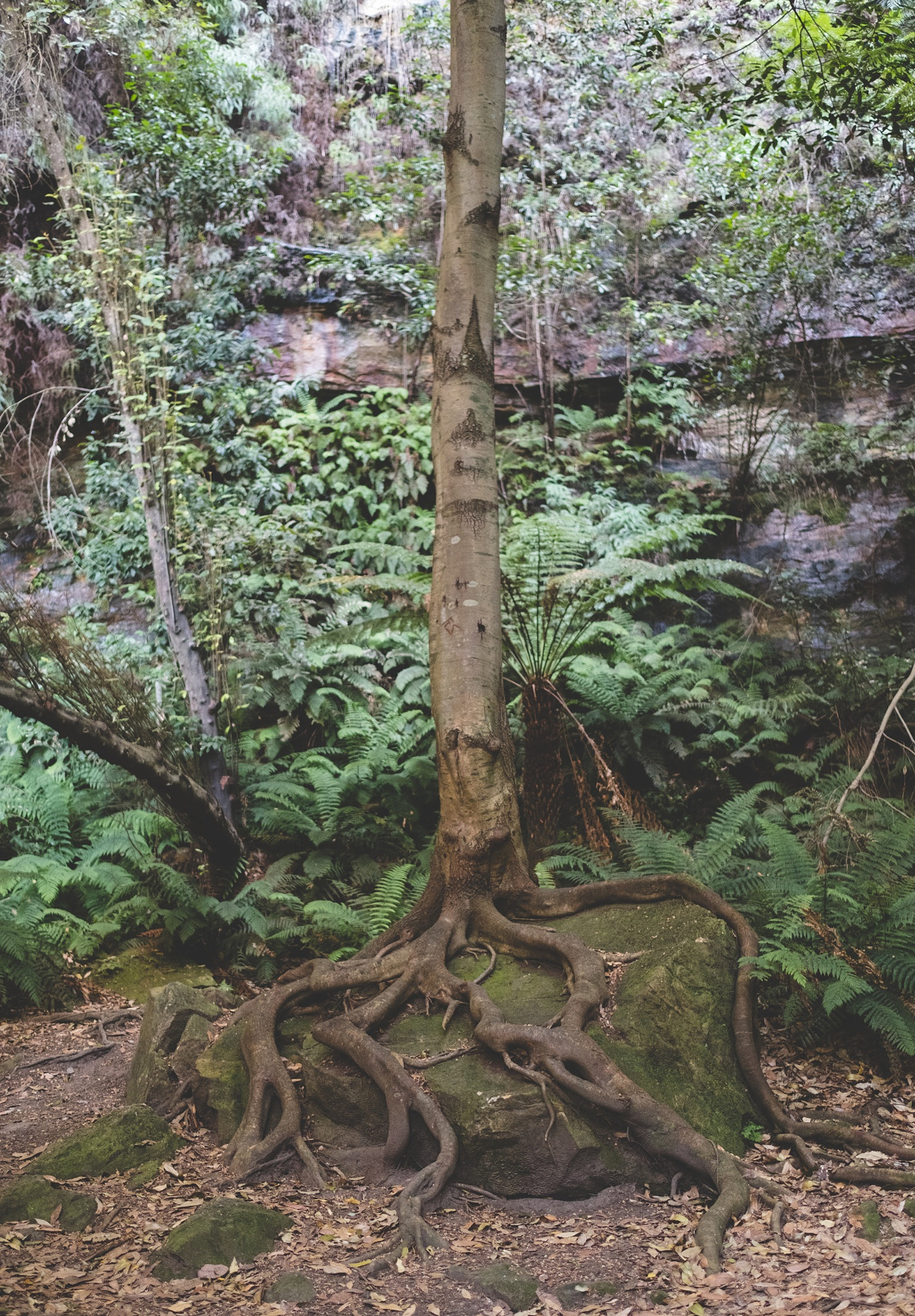 Fujifilm X-Pro2 + Fujifilm XF 23mm F1.4 R sample photo. Down in blue mountains valley. photography