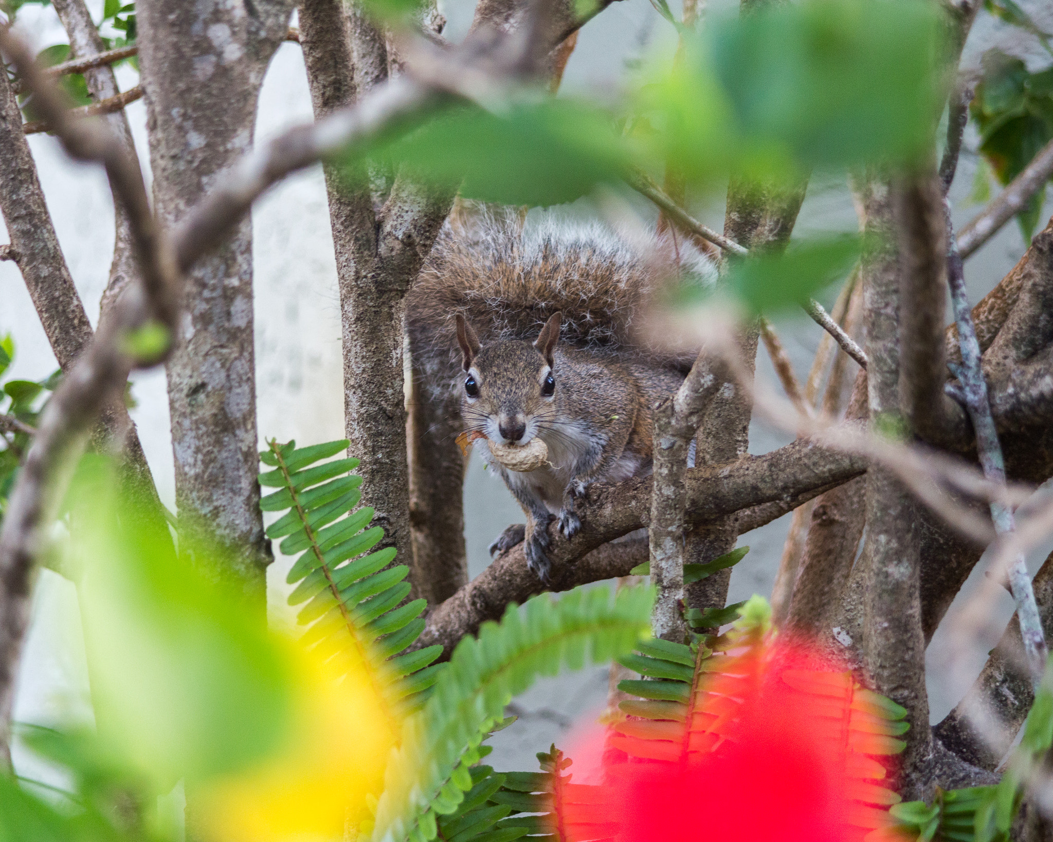 Canon EF 35-135mm f/4-5.6 USM sample photo. Hiding in the bushes photography