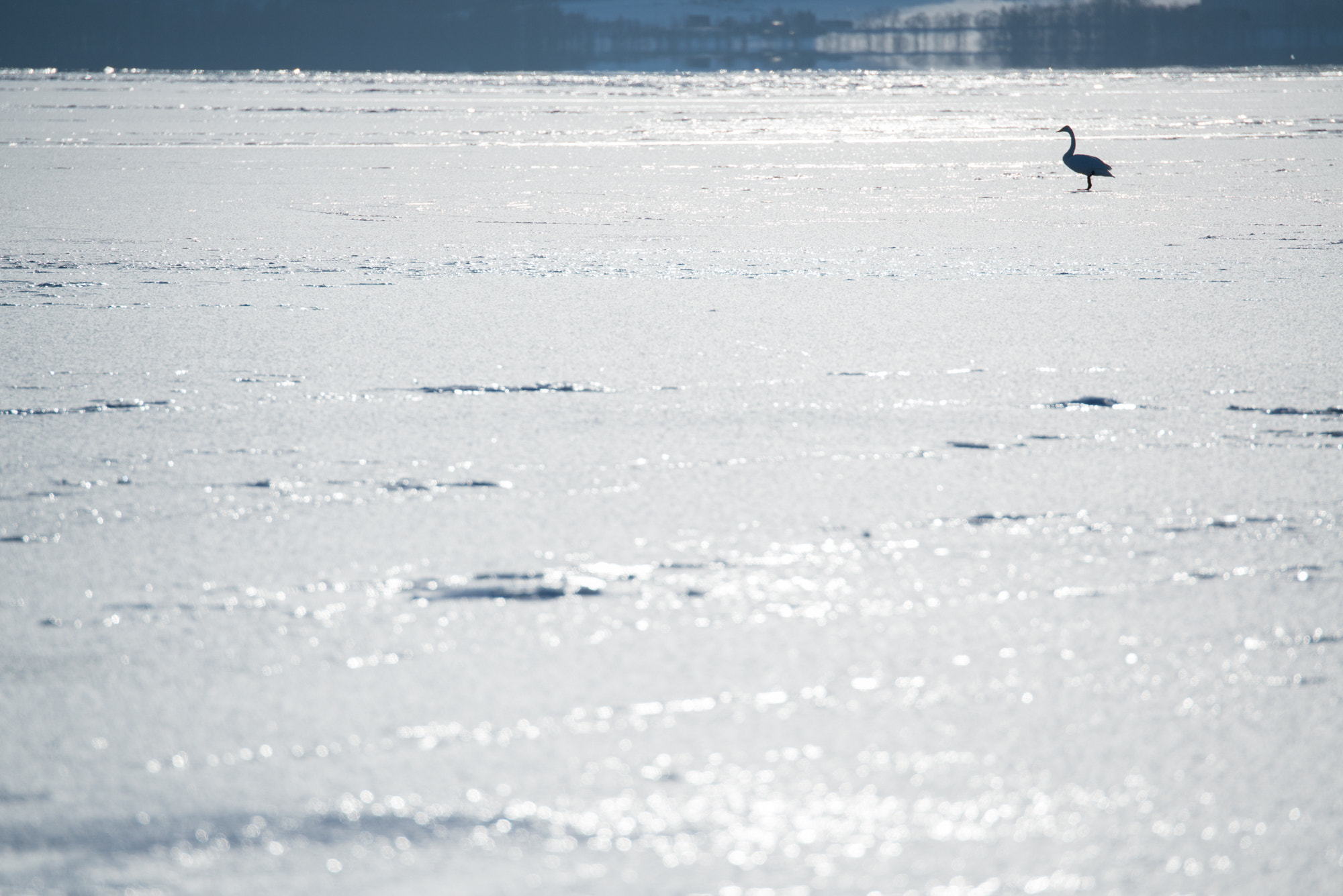 Nikon D800E sample photo. Lonely swan photography